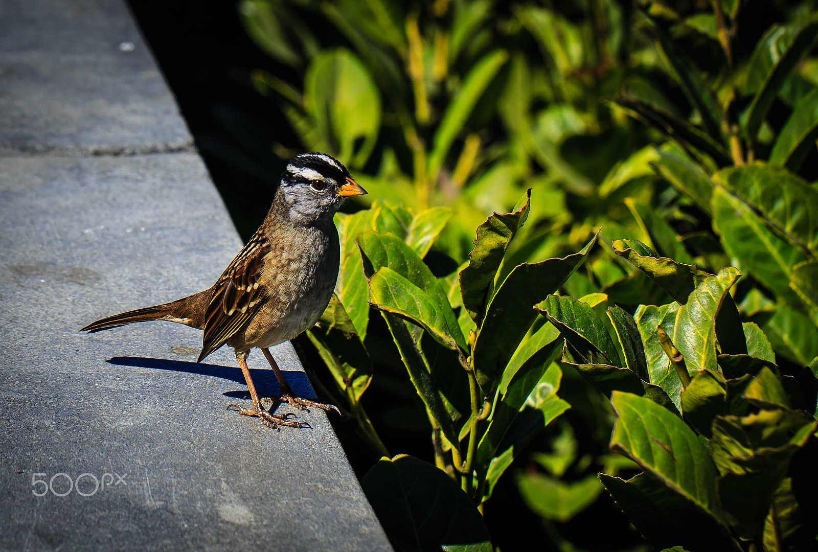 Canon EOS 6D + Canon EF 100mm F2.8L Macro IS USM sample photo. White-crowned sparrow photography