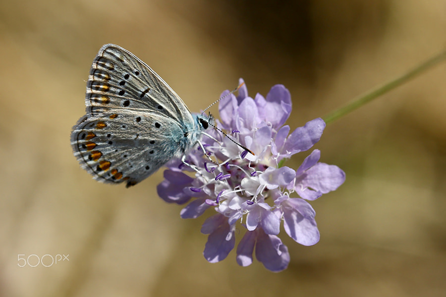 Canon EOS 60D + Canon EF 100mm F2.8L Macro IS USM sample photo. Polimnatus icarus 2 photography