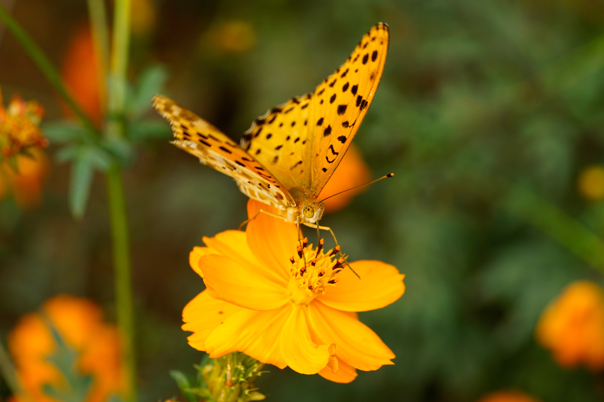Sony a7 II + Sony FE 90mm F2.8 Macro G OSS sample photo. 蝶舞金秋 photography