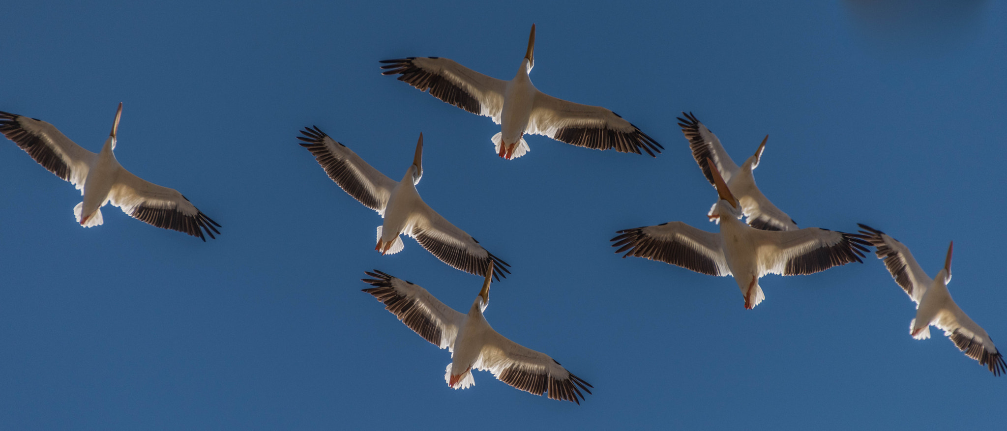 Nikon D810 + Sigma 50-500mm F4.5-6.3 DG OS HSM sample photo. Pelicans flying over the pacific photography
