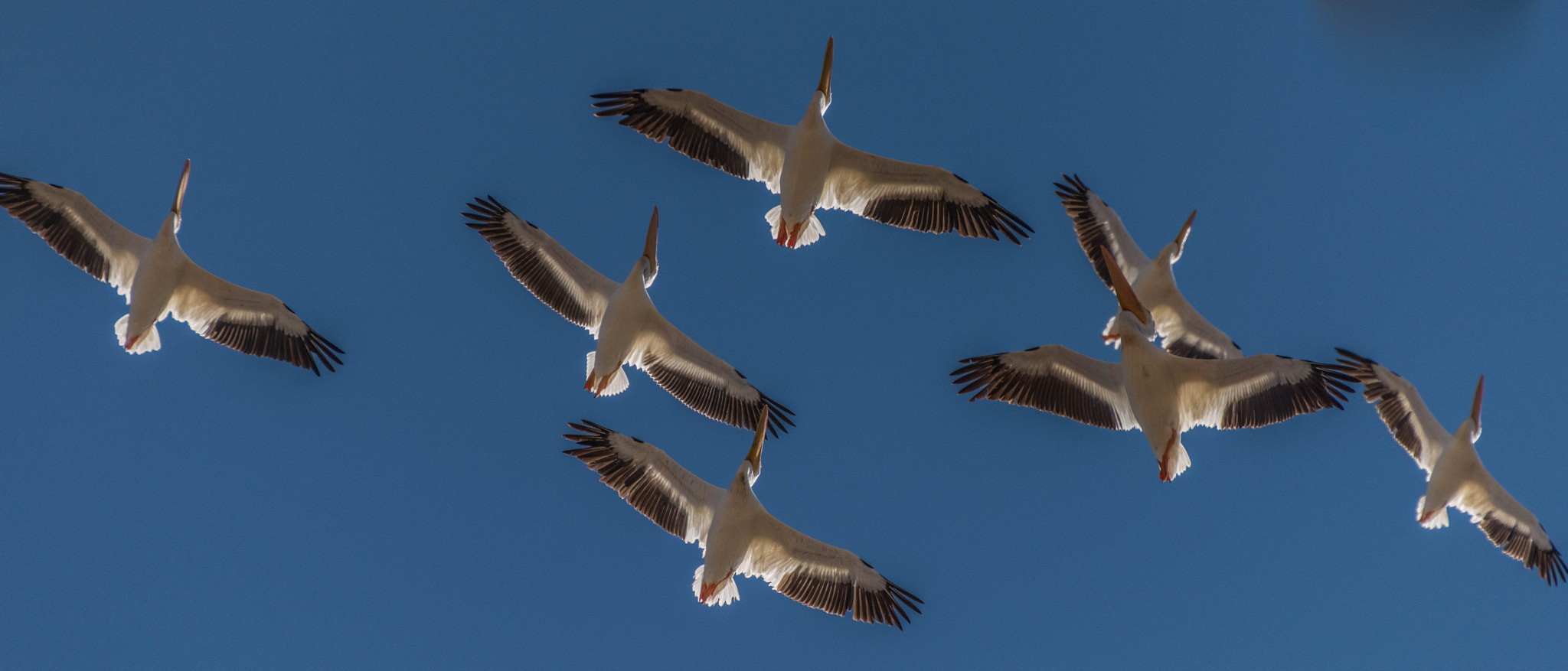 Sigma 50-500mm F4.5-6.3 DG OS HSM sample photo. Pelicans flying over the pacific photography