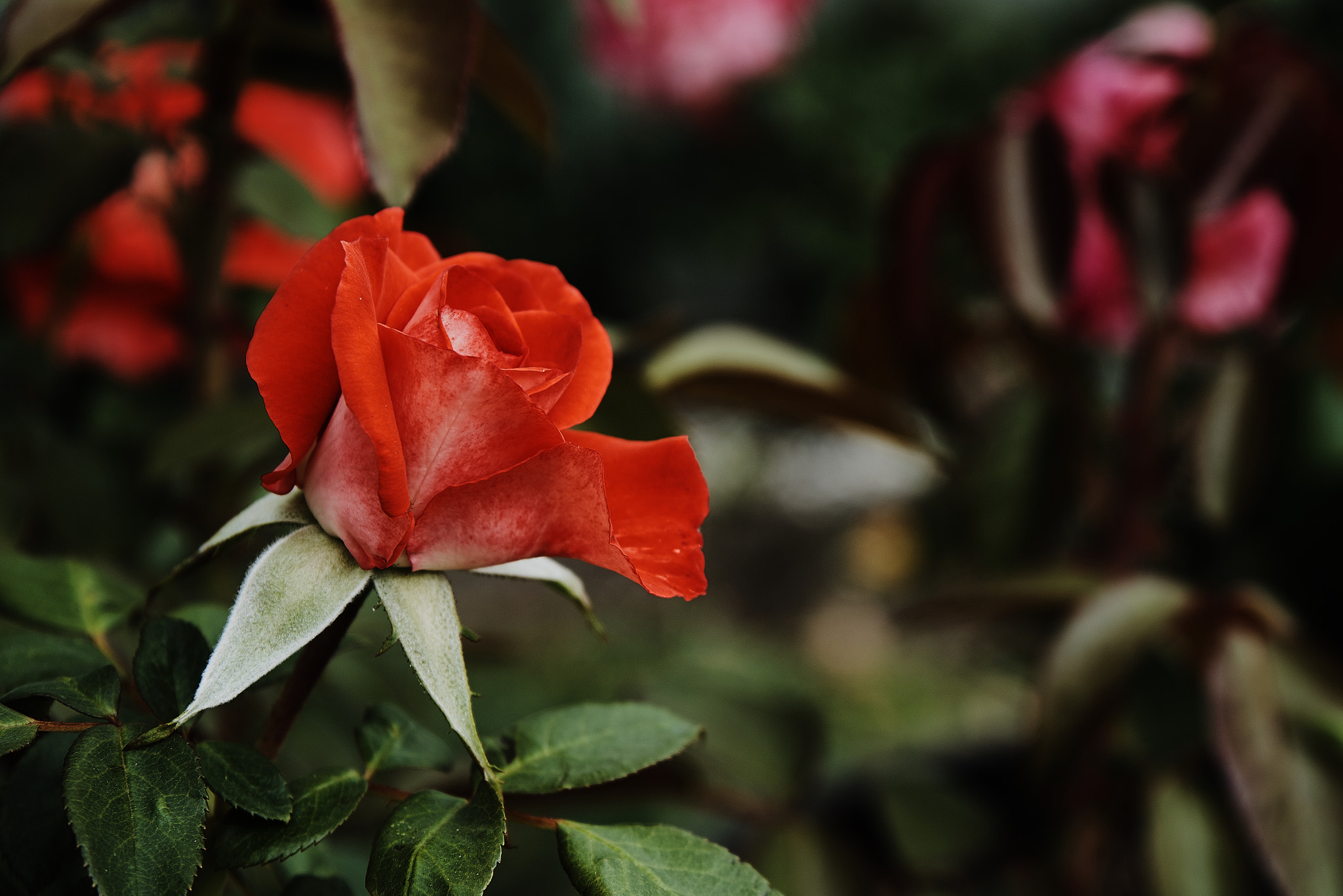Sony FE 28-70mm F3.5-5.6 OSS sample photo. Orange and pink photography