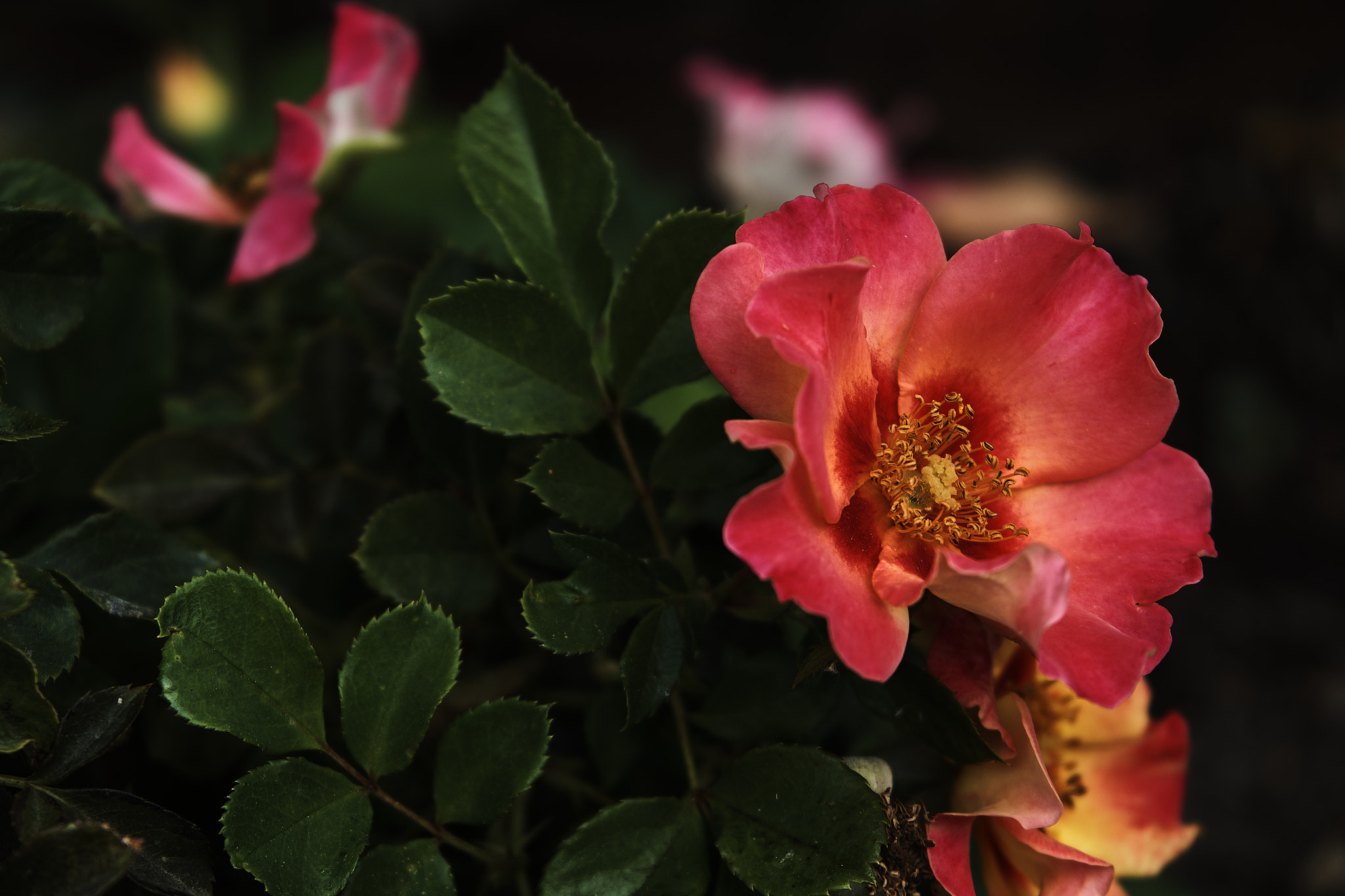 Sony FE 28-70mm F3.5-5.6 OSS sample photo. Curb photography