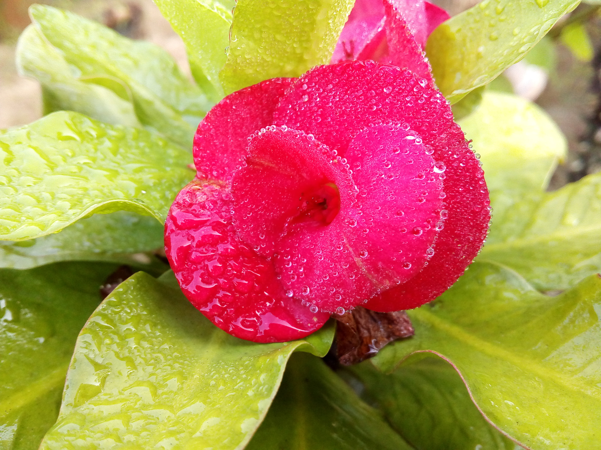 Symphony i10 sample photo