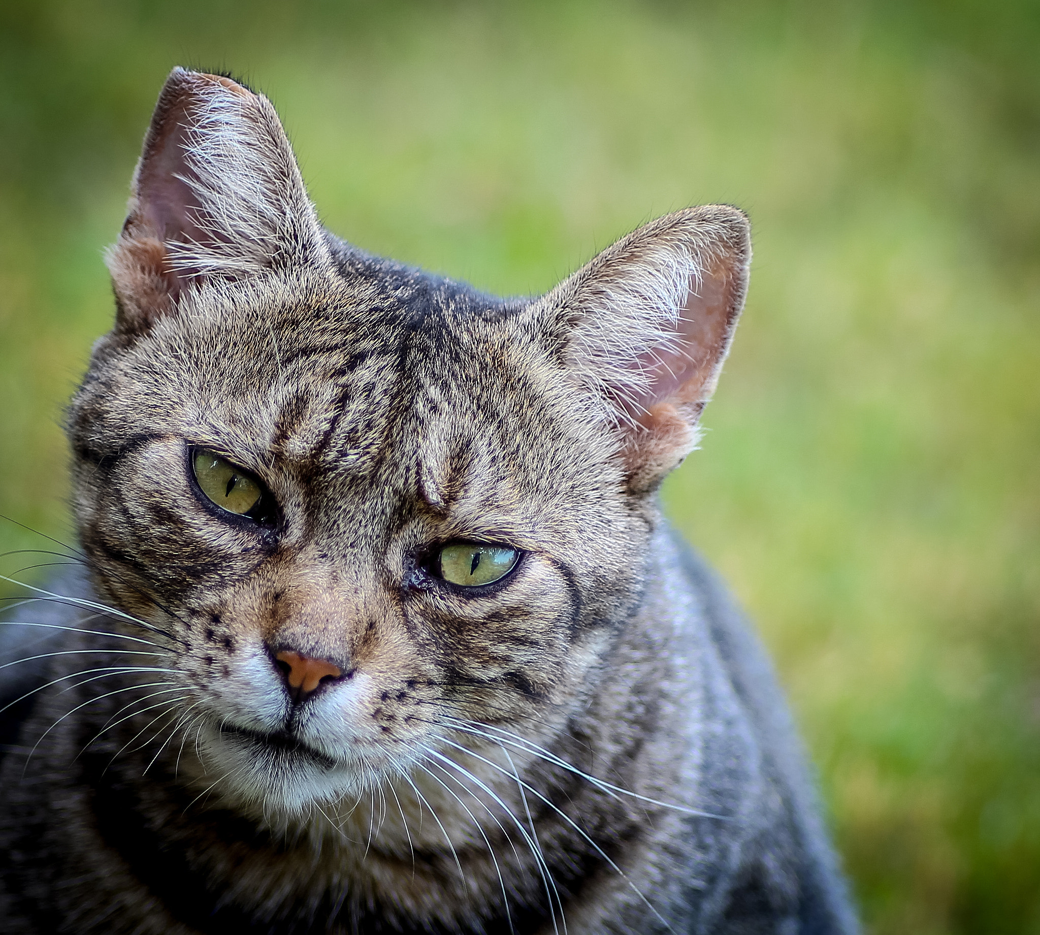 Canon EOS 600D (Rebel EOS T3i / EOS Kiss X5) + Tamron SP AF 90mm F2.8 Di Macro sample photo. Cat photography