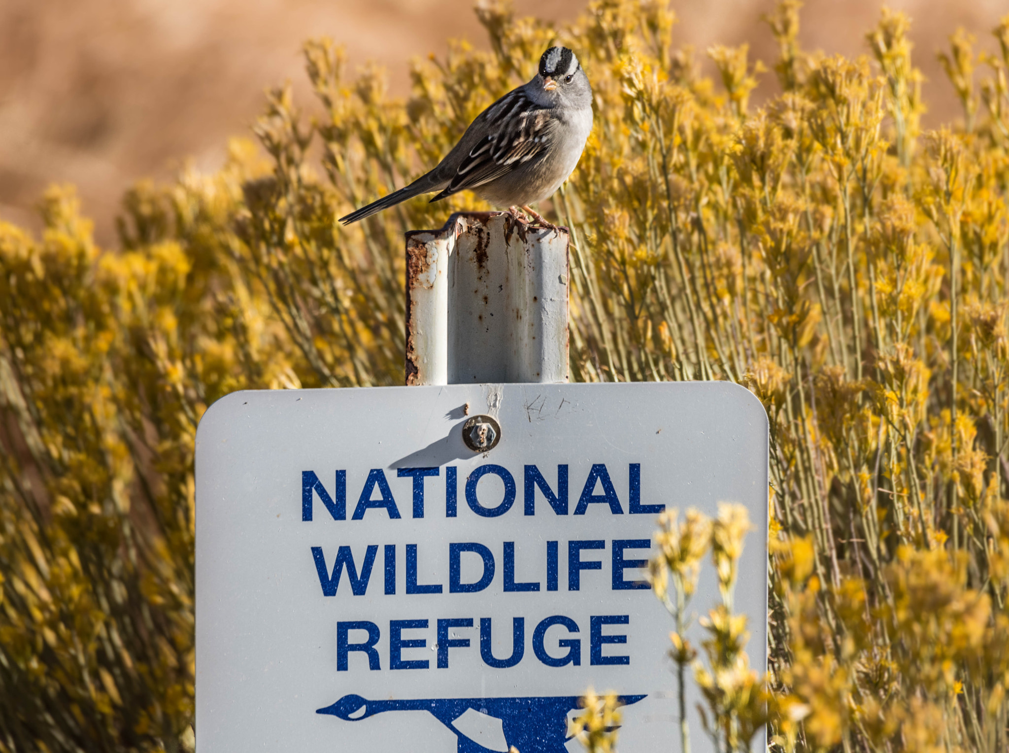 Sigma 50-500mm F4.5-6.3 DG OS HSM sample photo. Smartest bird in the world photography