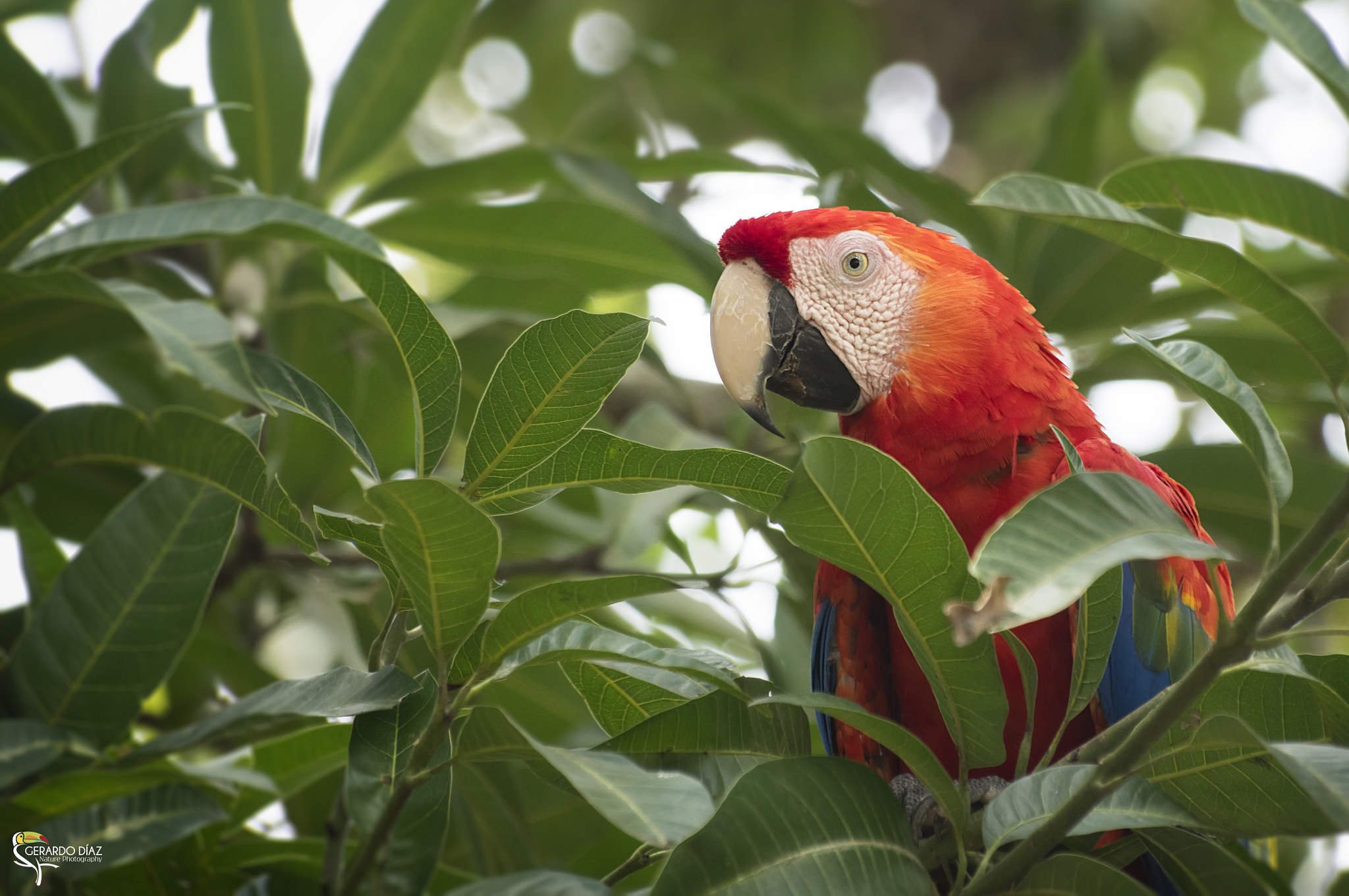 Pentax K-3 II + Sigma sample photo. Scarleth macaw photography