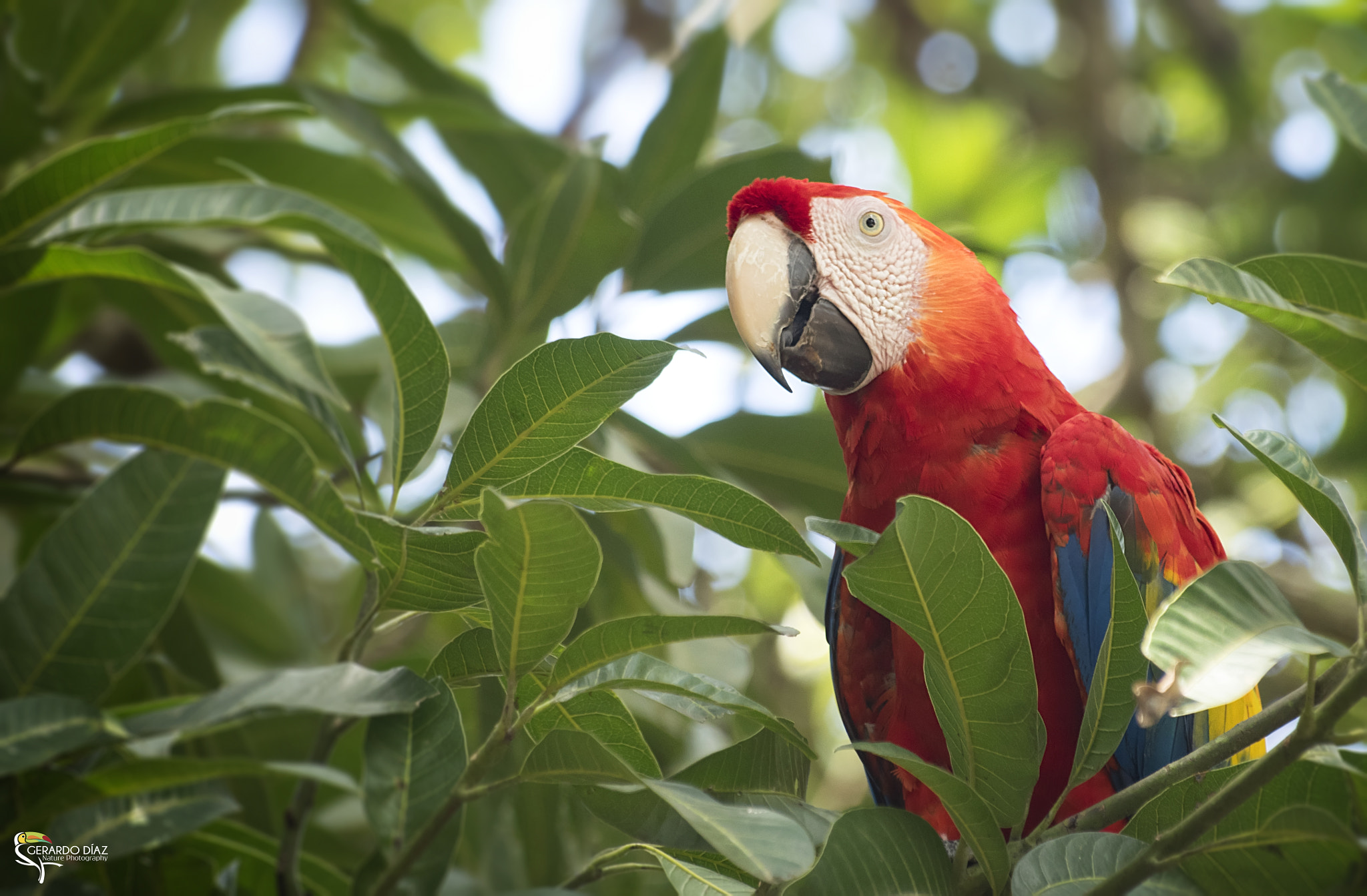 Pentax K-3 II + Sigma sample photo. Scarleth macaw photography