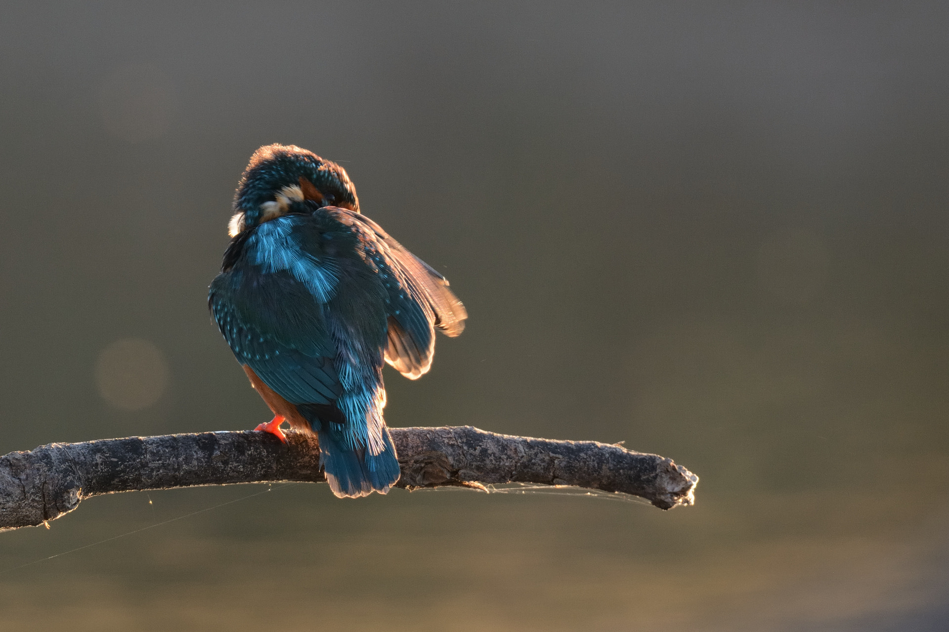 Sigma 150-600mm F5-6.3 DG OS HSM | S sample photo