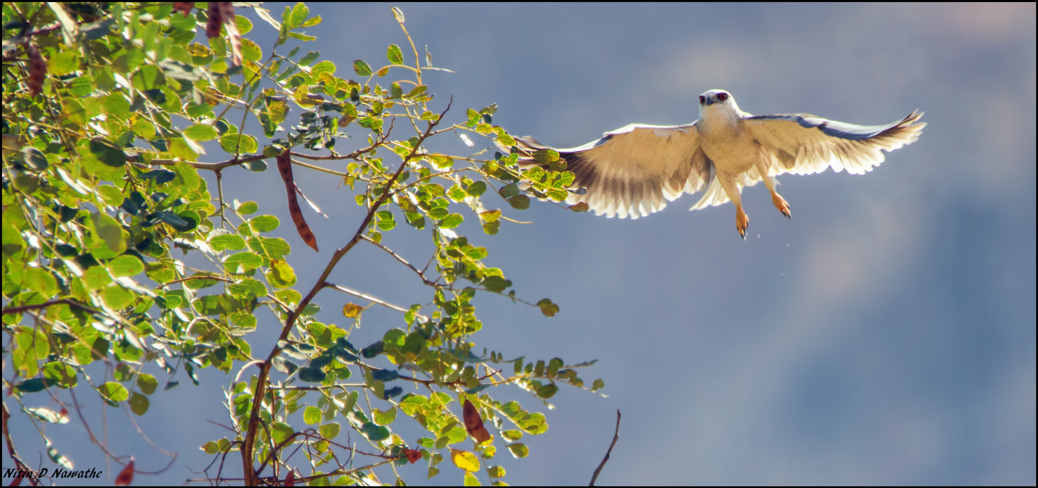 Tamron SP 150-600mm F5-6.3 Di VC USD sample photo. Landing- black shoulder kite photography
