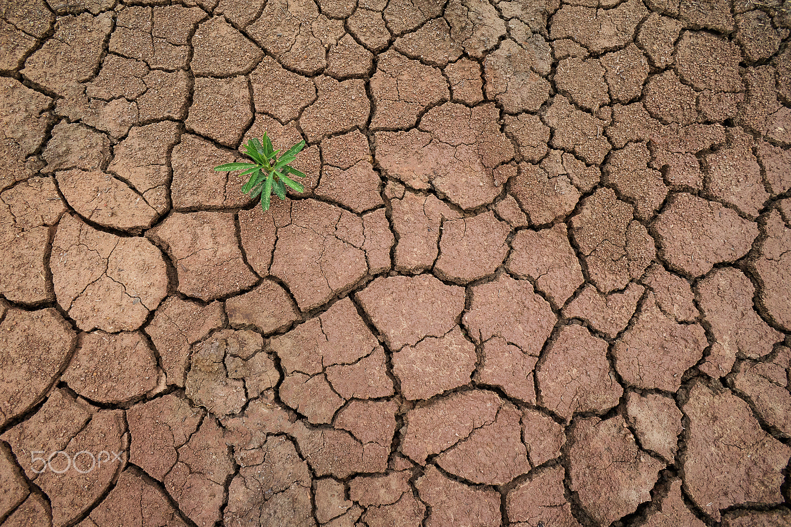 Sony a7R sample photo. Tree grow  on cracked earth photography