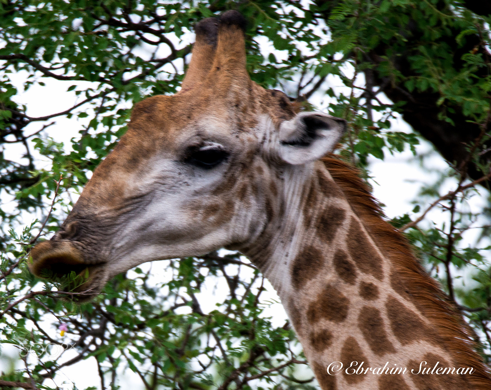 Sigma 150-600mm F5-6.3 DG OS HSM | S sample photo. Giraffe photography