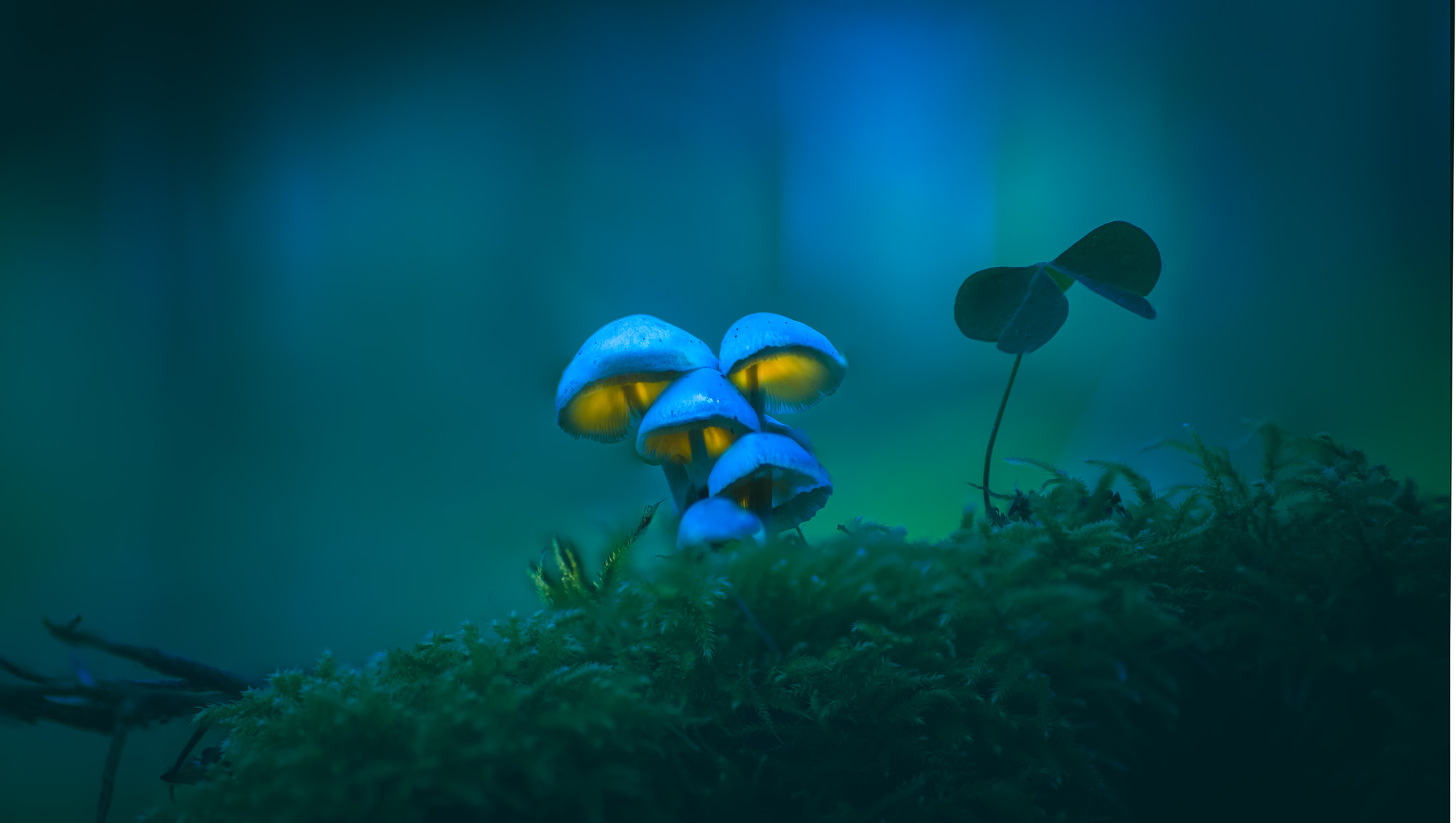 Canon EOS 6D + Tamron SP AF 90mm F2.8 Di Macro sample photo. Luciole photography