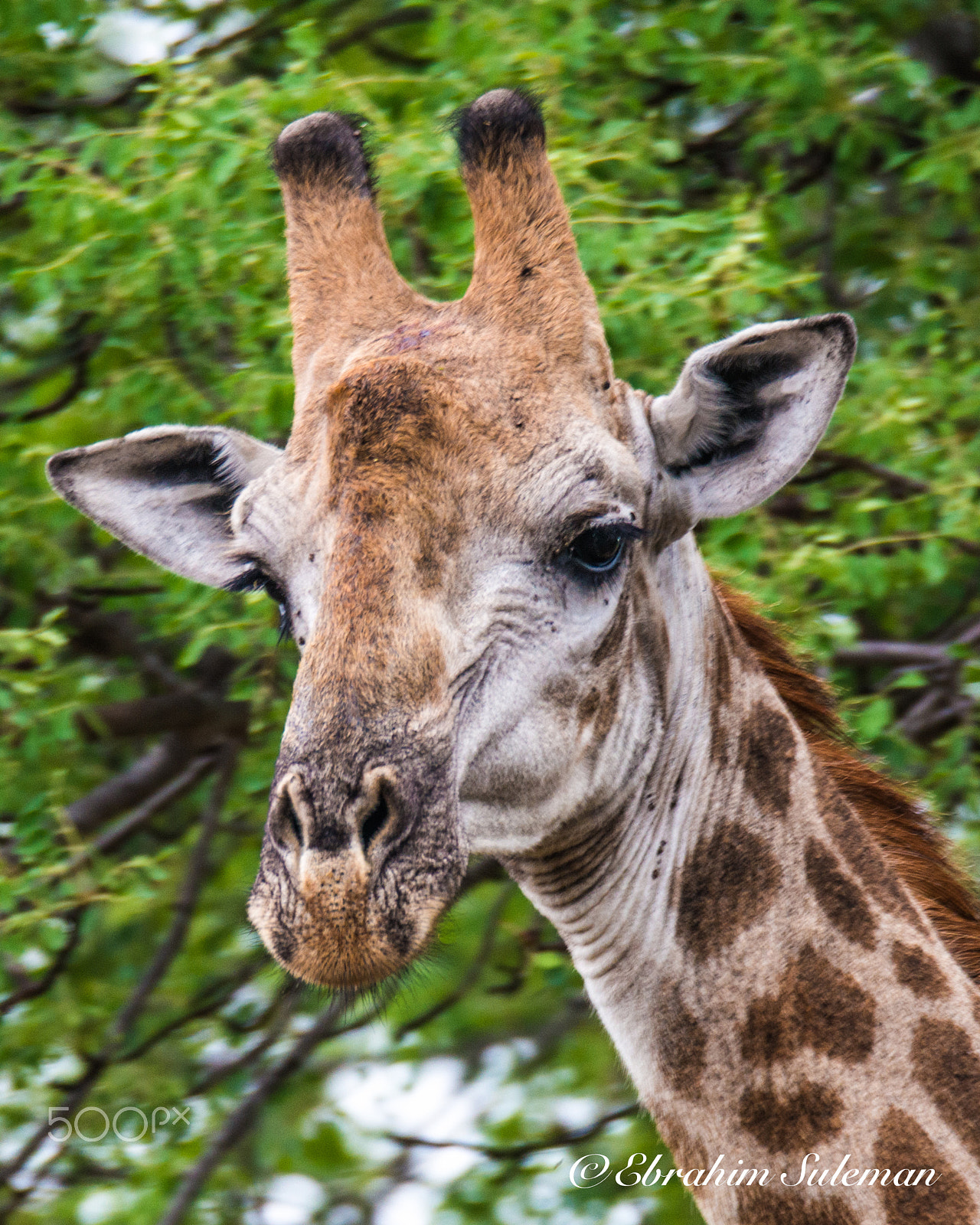 Sigma 150-600mm F5-6.3 DG OS HSM | S sample photo. Good looking girrafe photography