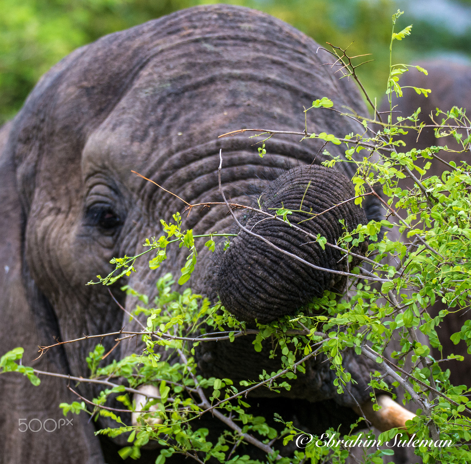 Sigma 150-600mm F5-6.3 DG OS HSM | S sample photo. Elephant photography