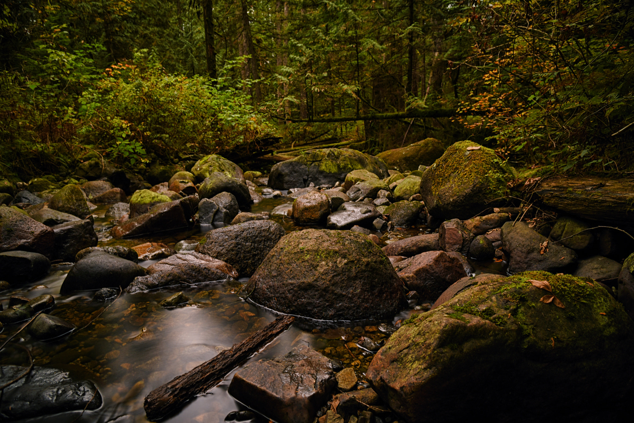 AF Zoom-Nikkor 28-105mm f/3.5-4.5D IF sample photo. Deep in the woods photography