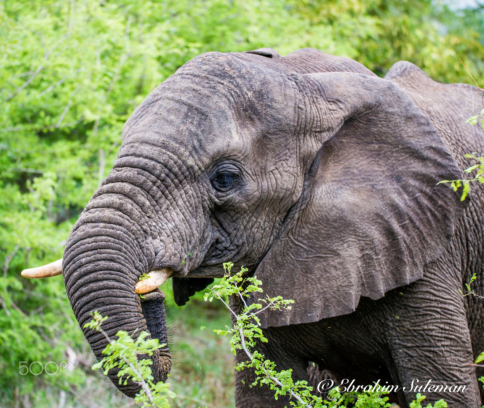 Sigma 150-600mm F5-6.3 DG OS HSM | S sample photo. What ear ? photography