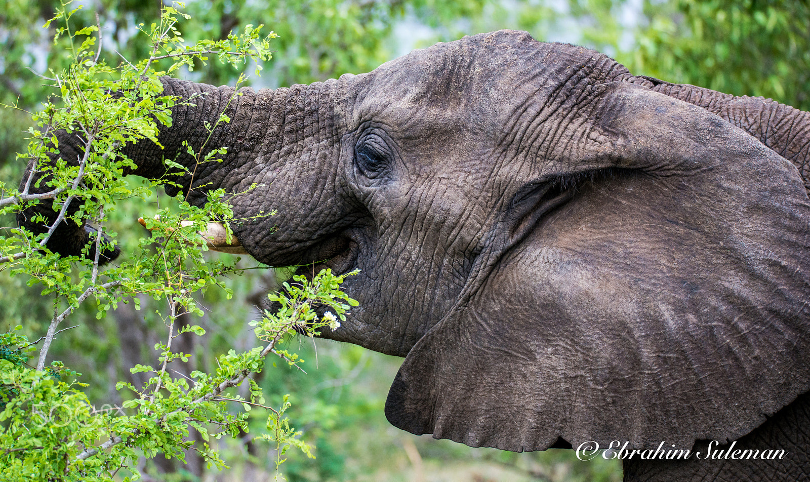Sigma 150-600mm F5-6.3 DG OS HSM | S sample photo. Beautiful ear photography
