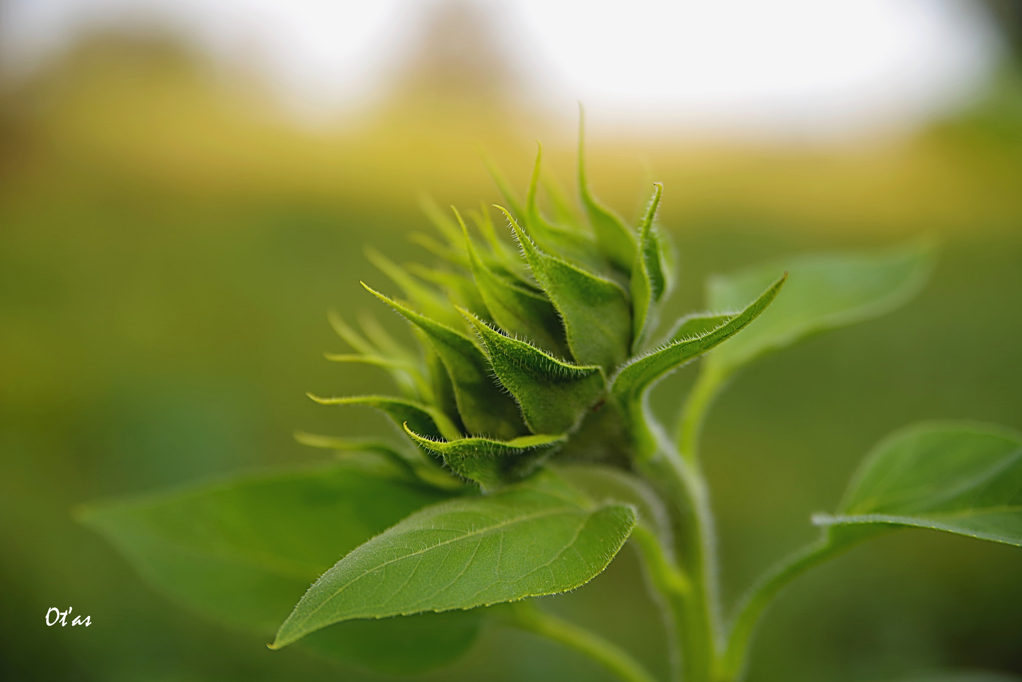 Pentax K-1 sample photo. Sunflower - bud ii photography