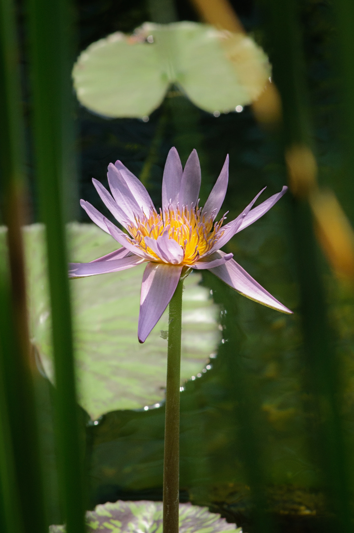 Nikon AF-Nikkor 80-200mm F2.8D ED sample photo. Nymphaeaceae - water lilies photography