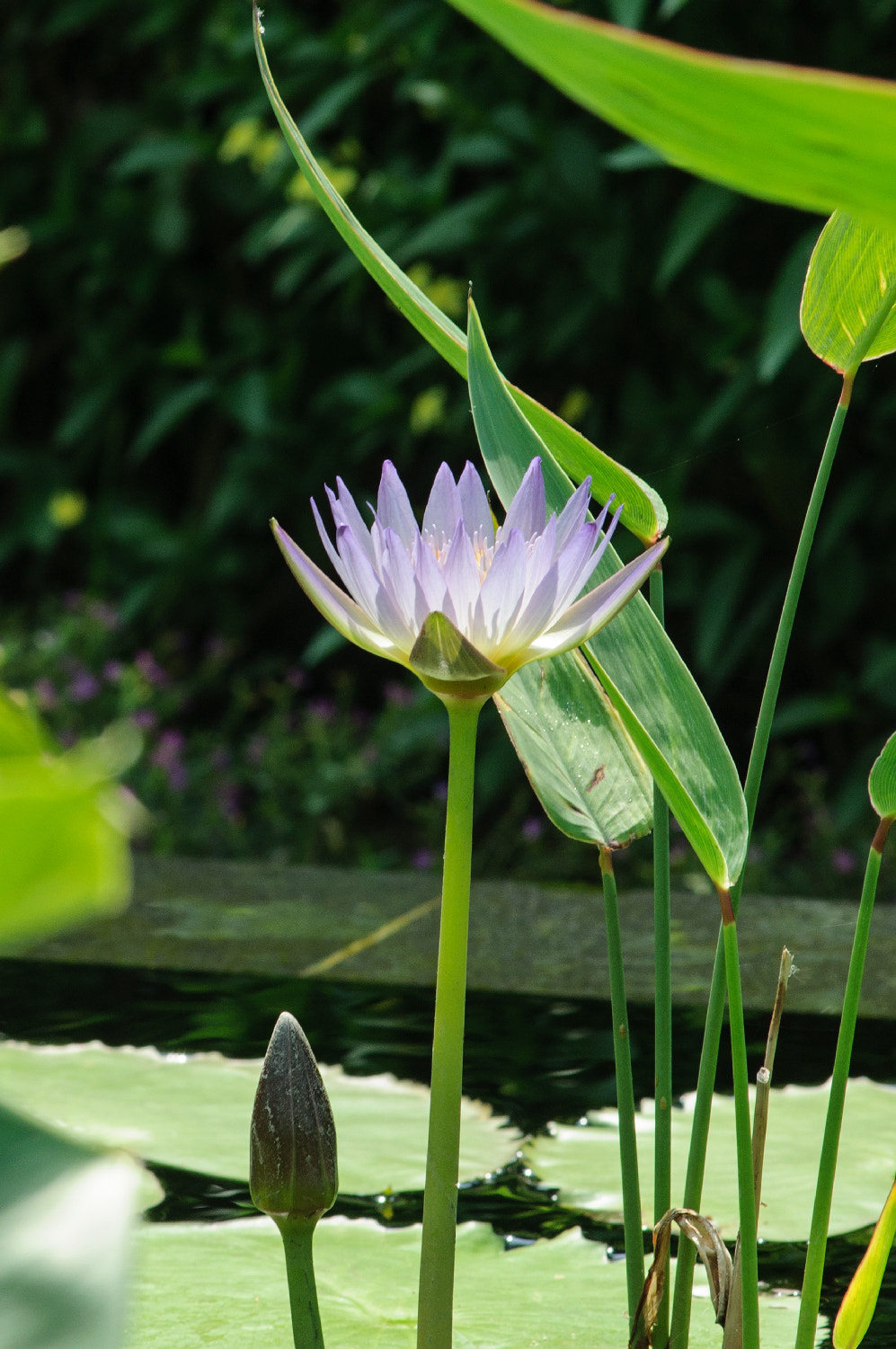 Nikon AF-Nikkor 80-200mm F2.8D ED sample photo. Nymphaeaceae - water lilies photography