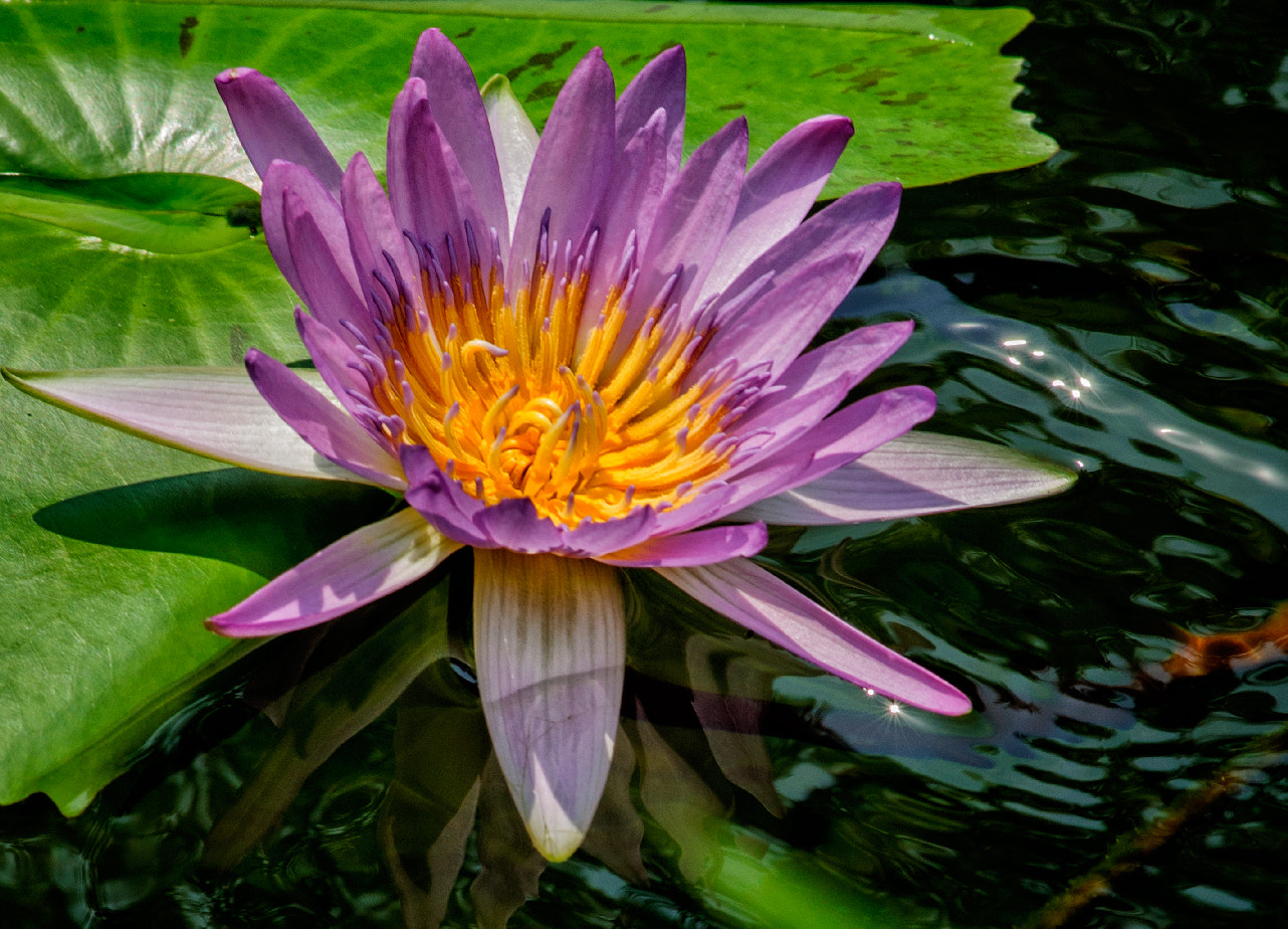 Nikon AF-Nikkor 80-200mm F2.8D ED sample photo. Nymphaeaceae - water lilies photography