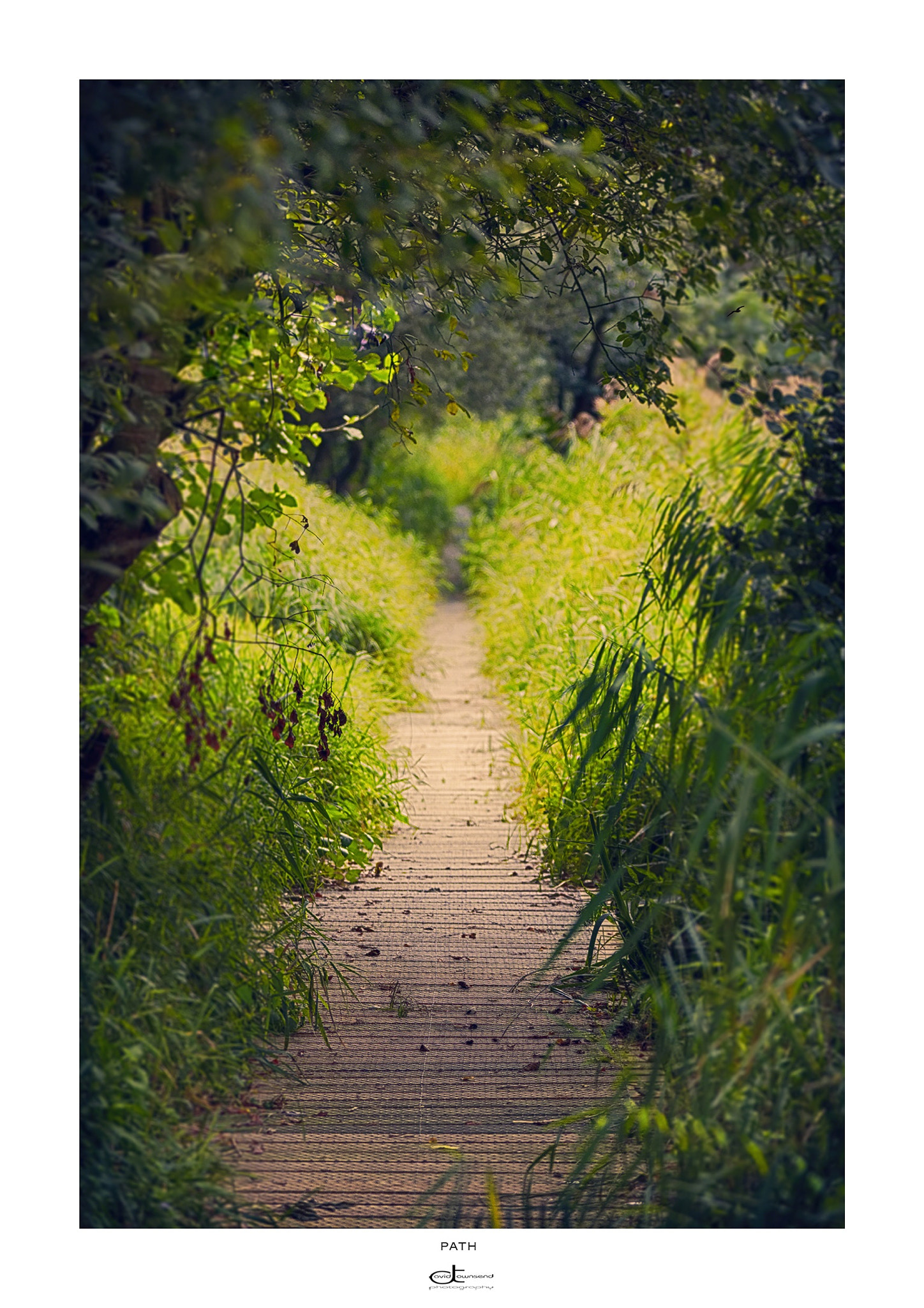Canon EOS 5DS R + Canon EF 70-200mm F2.8L IS II USM sample photo. Path, norfolk u.k. photography