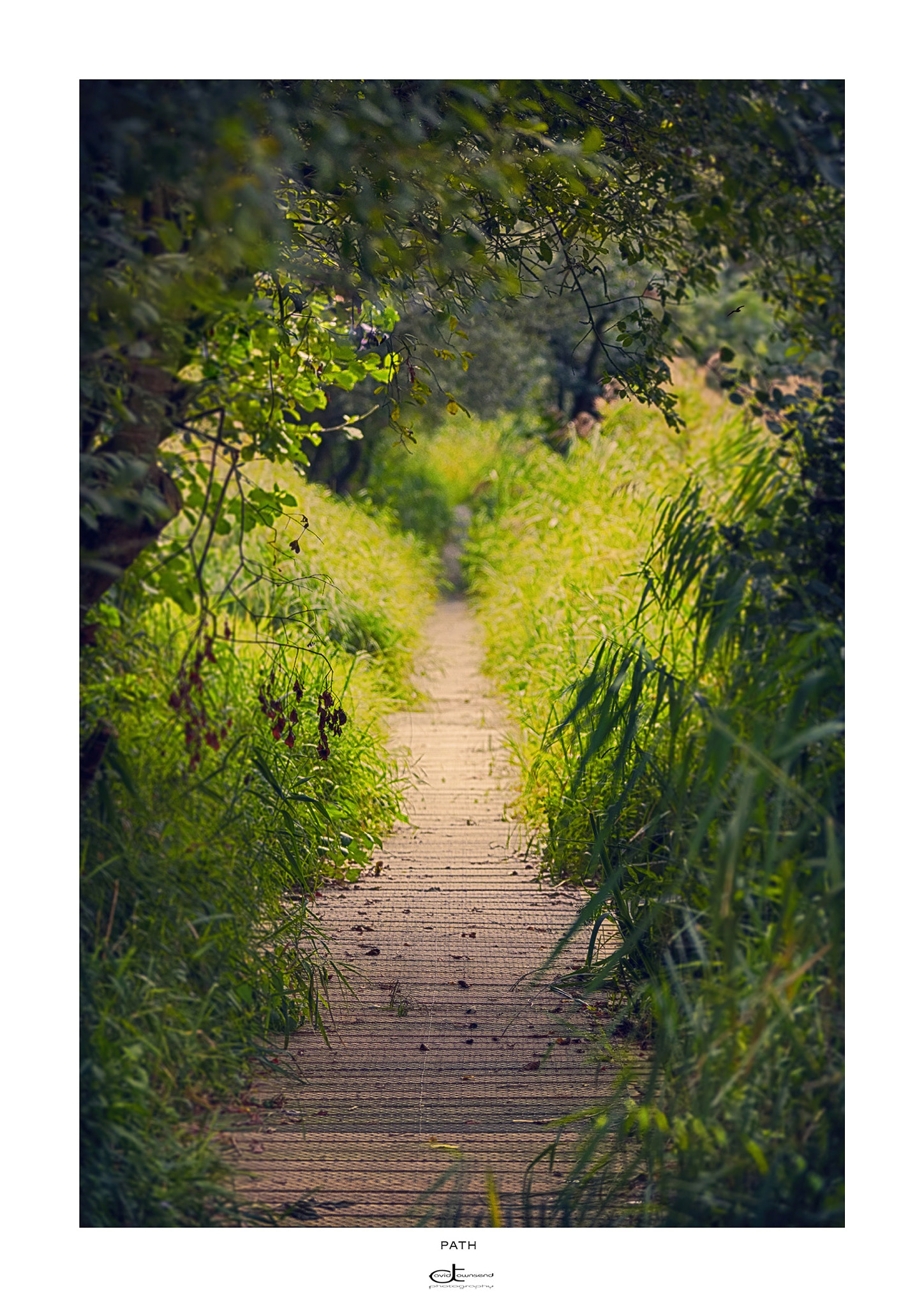 Canon EF 70-200mm F2.8L IS II USM sample photo. Path, norfolk u.k. photography