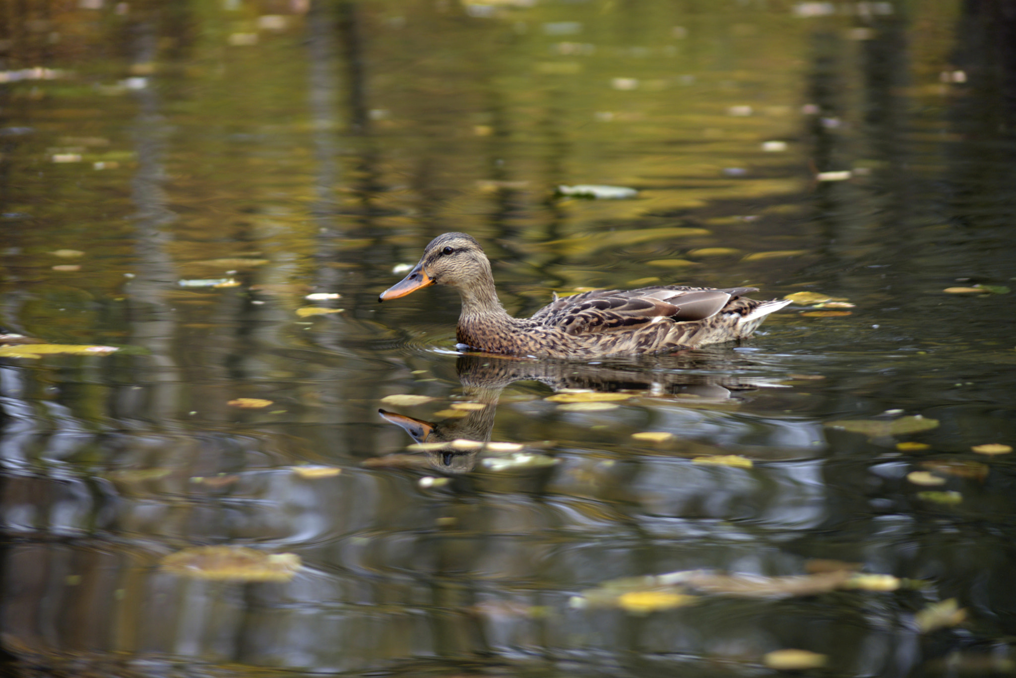 AF Zoom-Nikkor 35-80mm f/4-5.6D sample photo. 2ducks photography