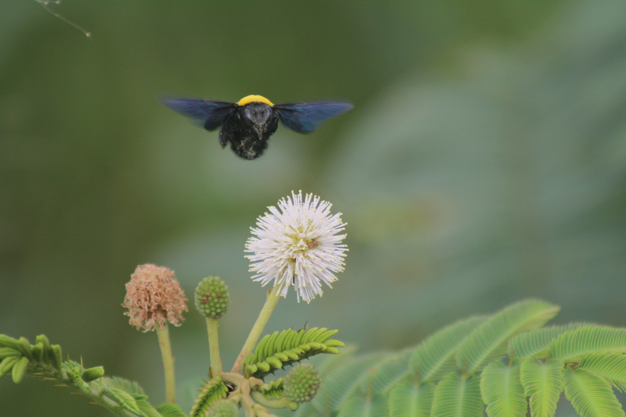 Canon EF 75-300mm f/4-5.6 USM sample photo. Iam coming for you photography