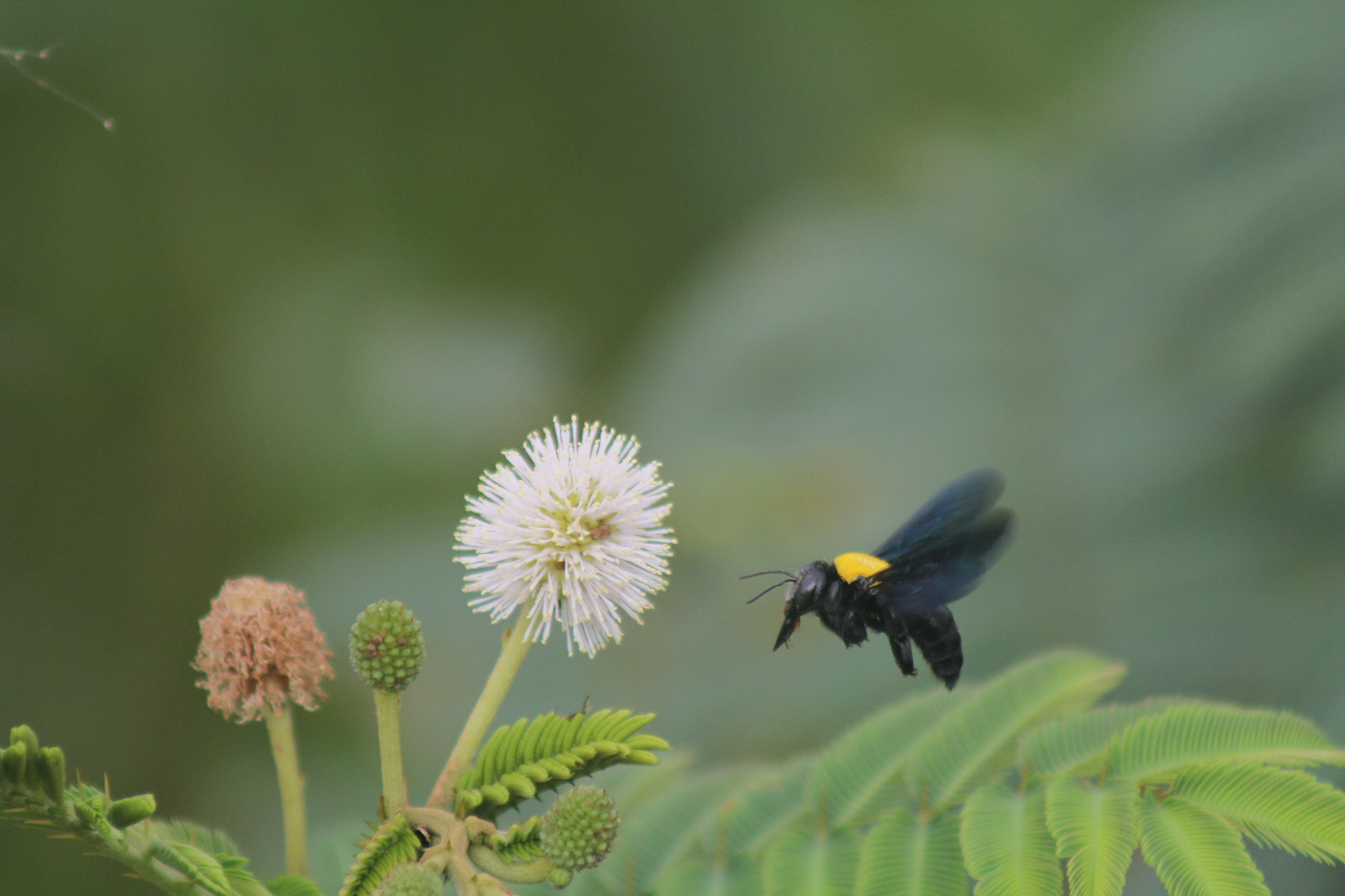 Canon EF 75-300mm f/4-5.6 USM sample photo. Come & get me dude photography