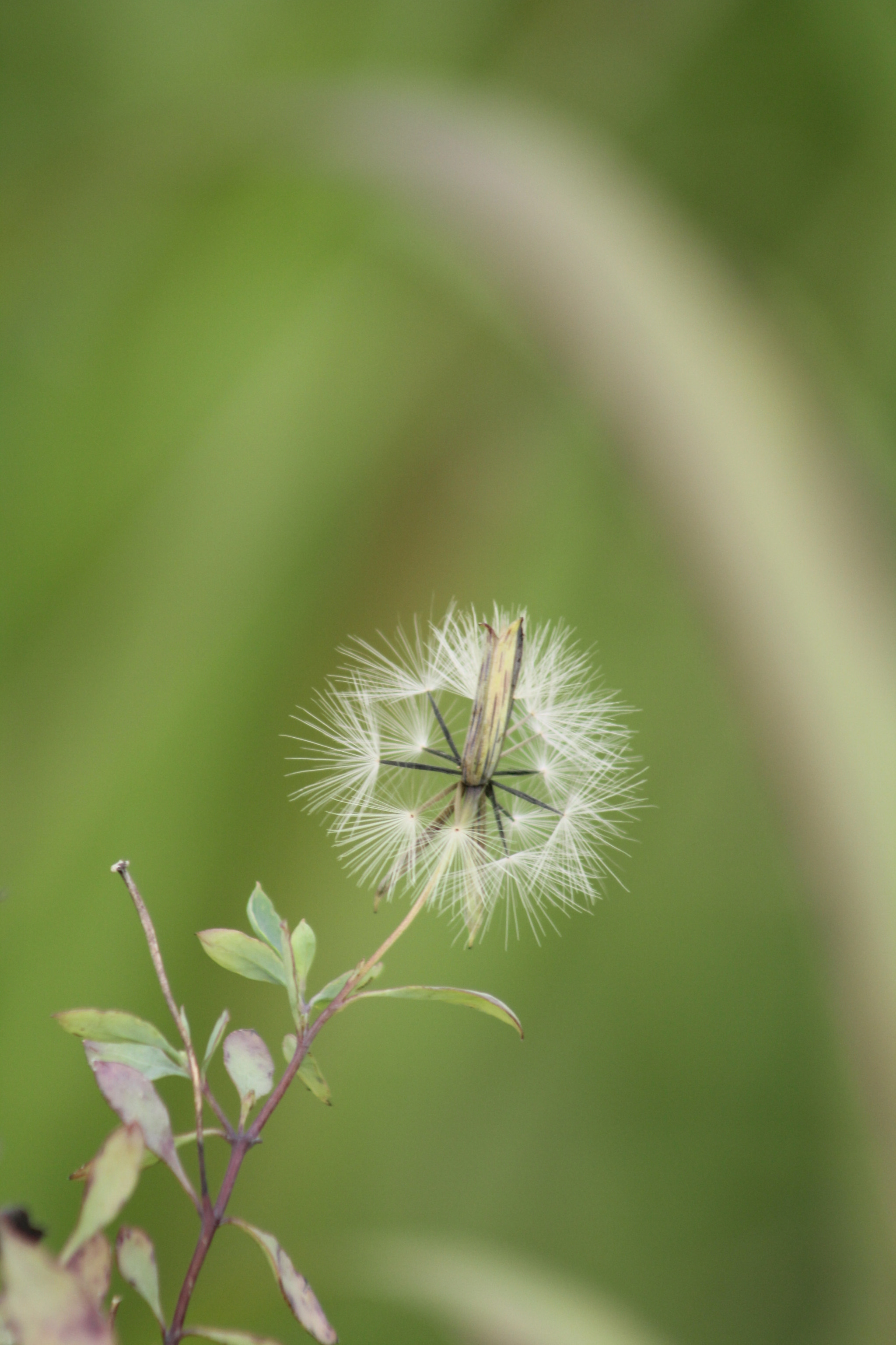 Canon EF 75-300mm f/4-5.6 USM sample photo. Blow me photography