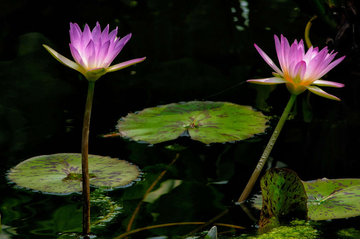Nikon AF-Nikkor 80-200mm F2.8D ED sample photo. Nymphaeaceae photography
