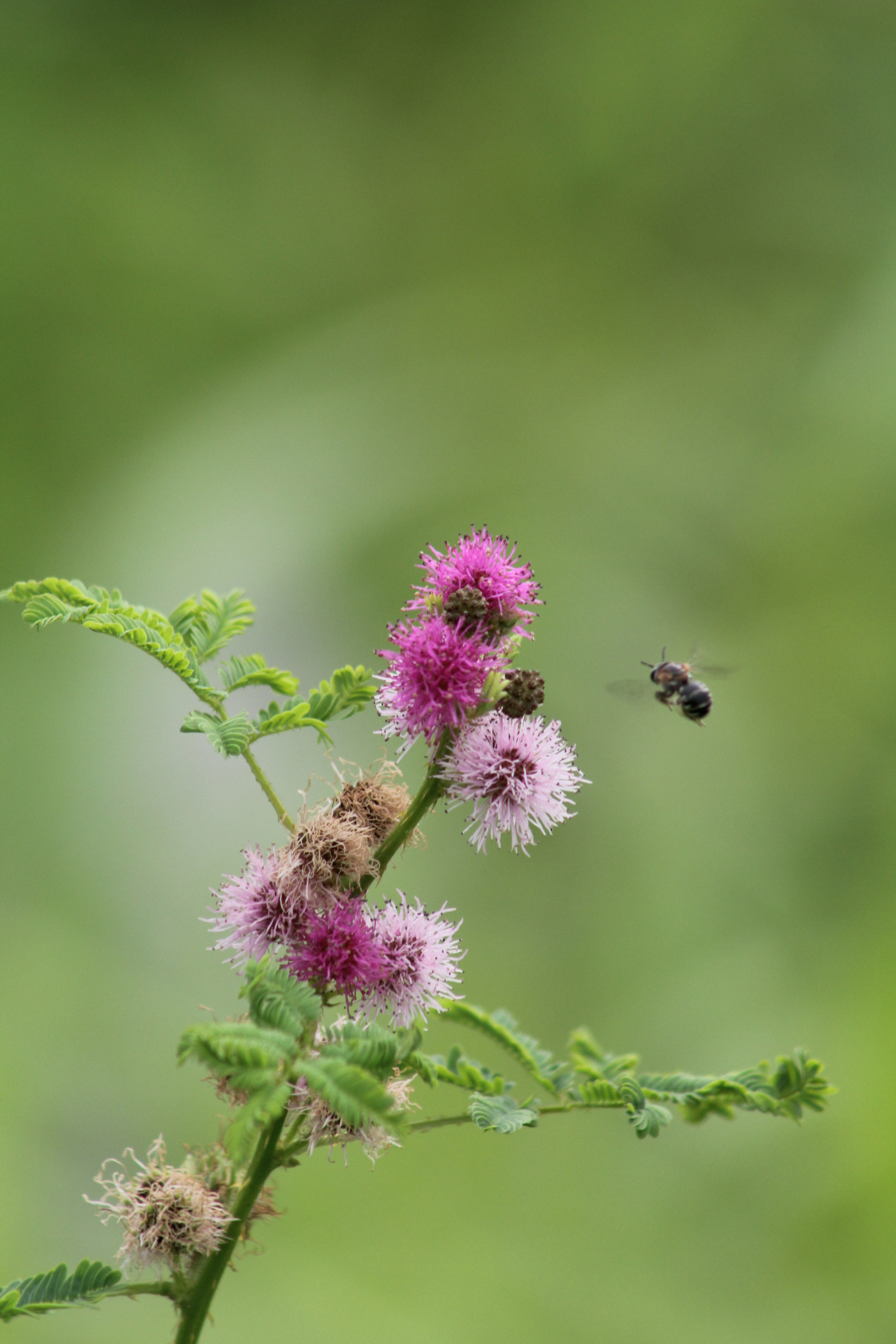 Canon EF 75-300mm f/4-5.6 USM sample photo. Hello...are you ready ! photography