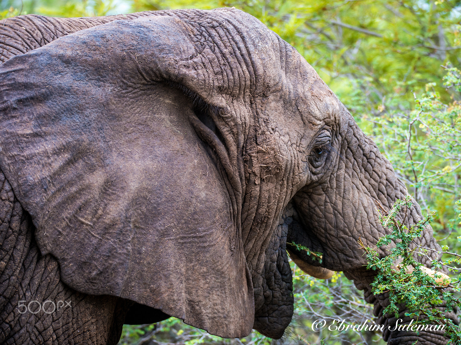 Sigma 150-600mm F5-6.3 DG OS HSM | S sample photo. Beautiful ear photography