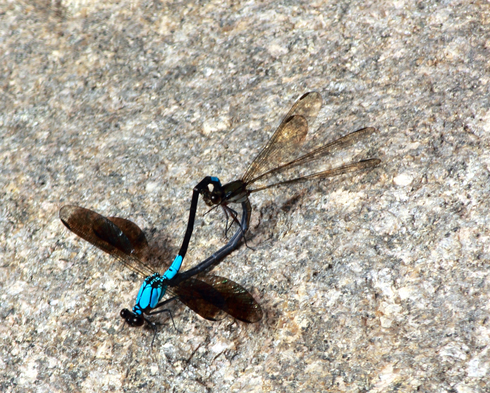 Canon EOS 1200D (EOS Rebel T5 / EOS Kiss X70 / EOS Hi) sample photo. Mating dragonflies photography