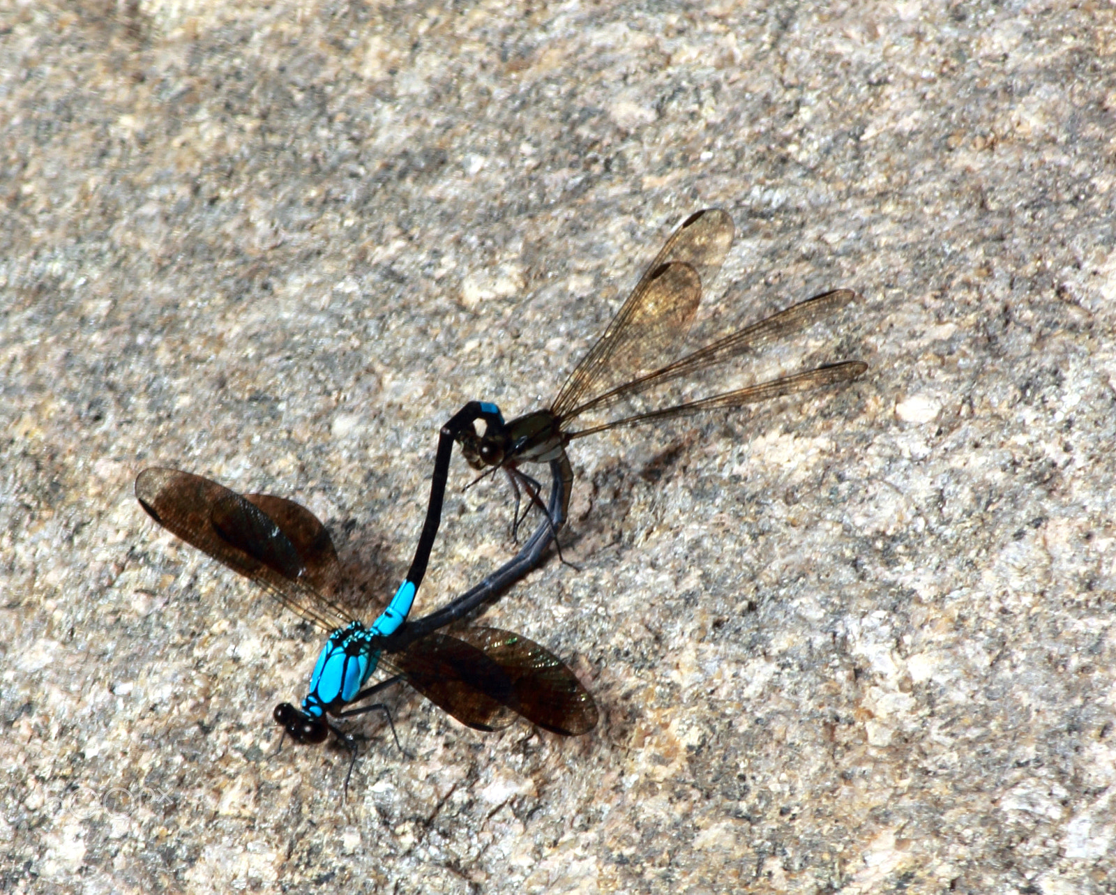 Canon EF-S 55-250mm F4-5.6 IS sample photo. Mating dragonflies photography