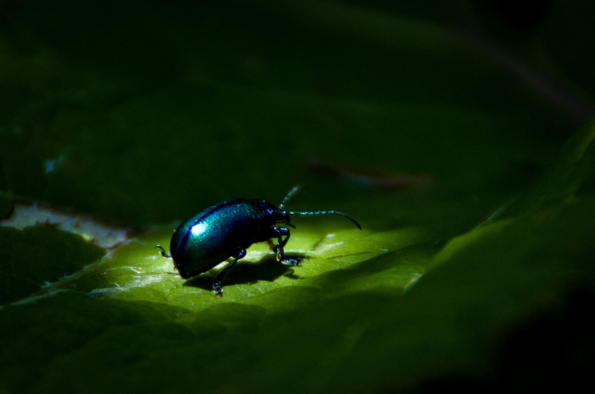 Pentax K-5 + Tamron AF 18-200mm F3.5-6.3 XR Di II LD Aspherical (IF) Macro sample photo. Spotlight photography