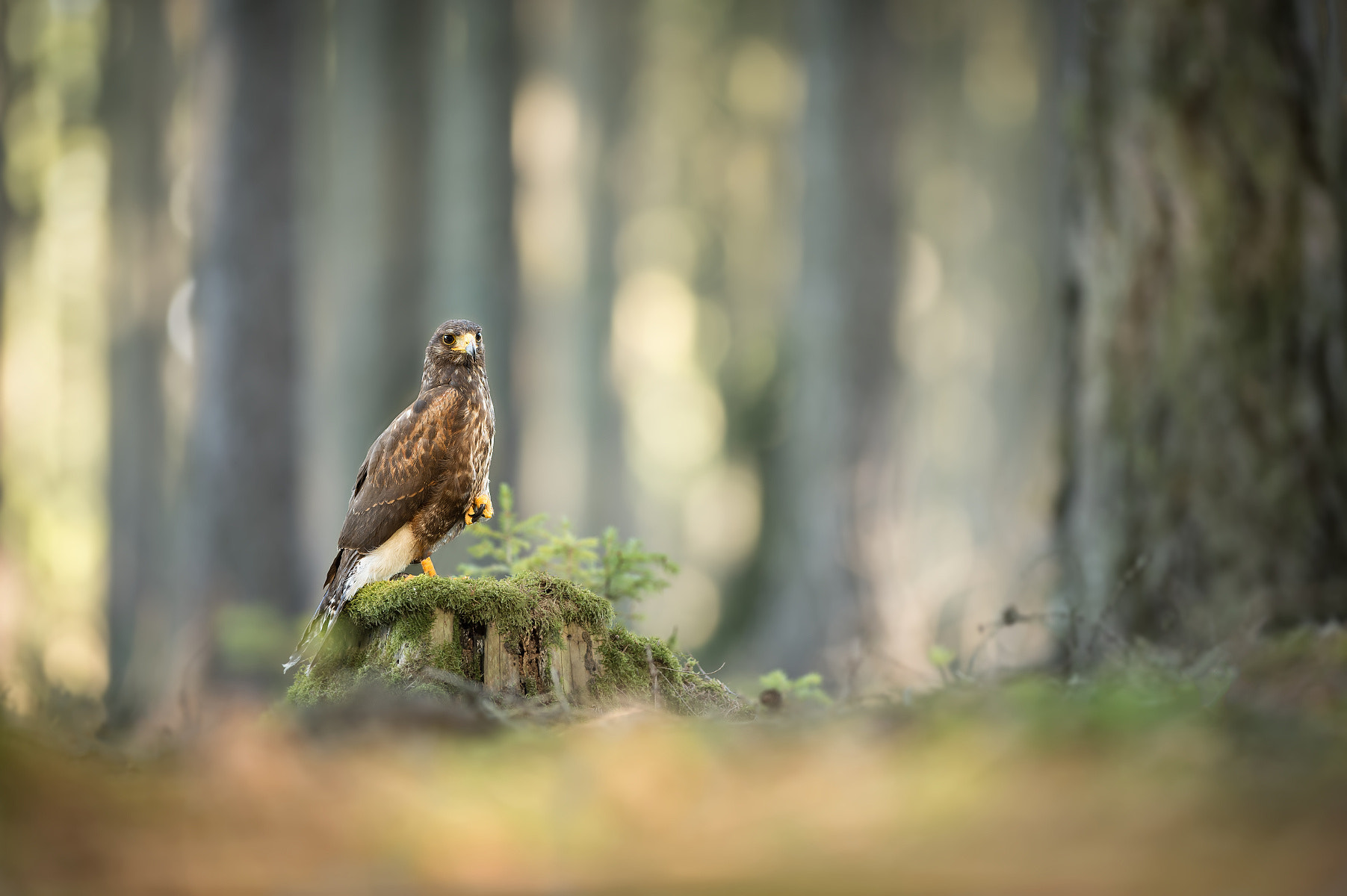 Nikon AF-S Nikkor 300mm F2.8G ED VR II sample photo. Harris hawk photography