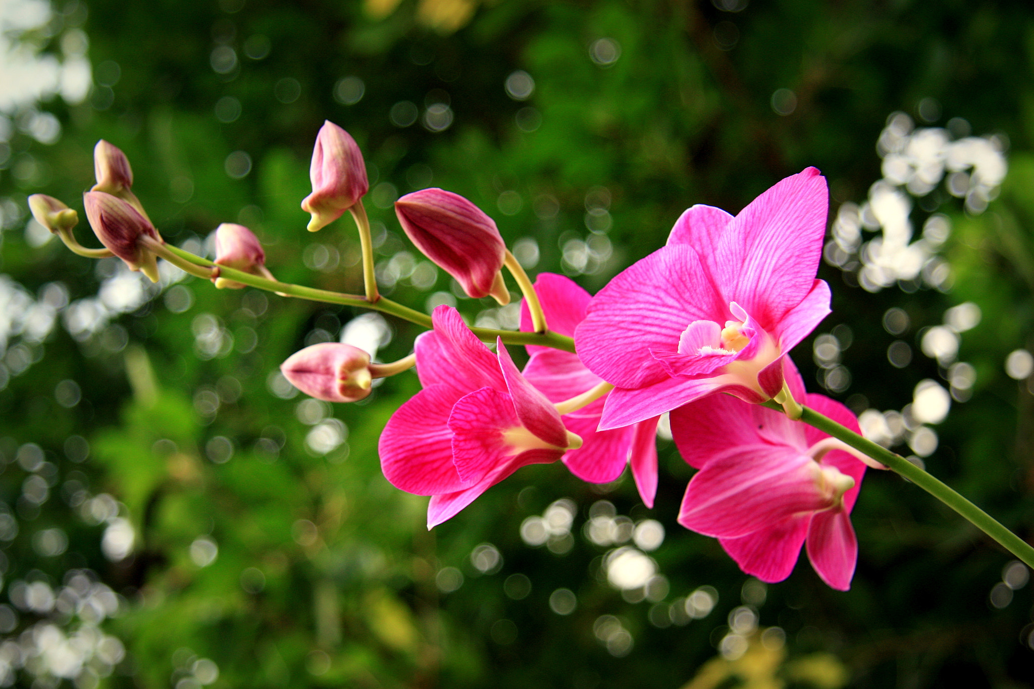 Canon EOS 450D (EOS Rebel XSi / EOS Kiss X2) sample photo. Orchid in garden photography