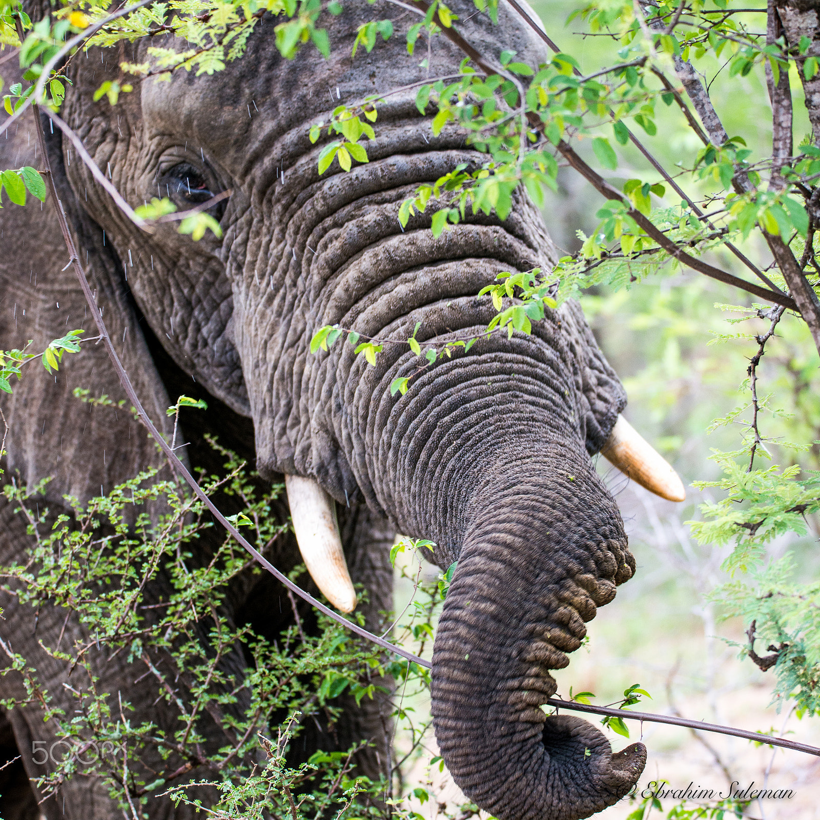 Sigma 150-600mm F5-6.3 DG OS HSM | S sample photo. Twisted trunk !! photography