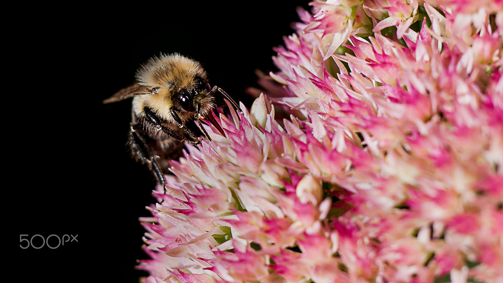 Cosina AF 100mm F3.5 Macro sample photo. Bumblebee photography