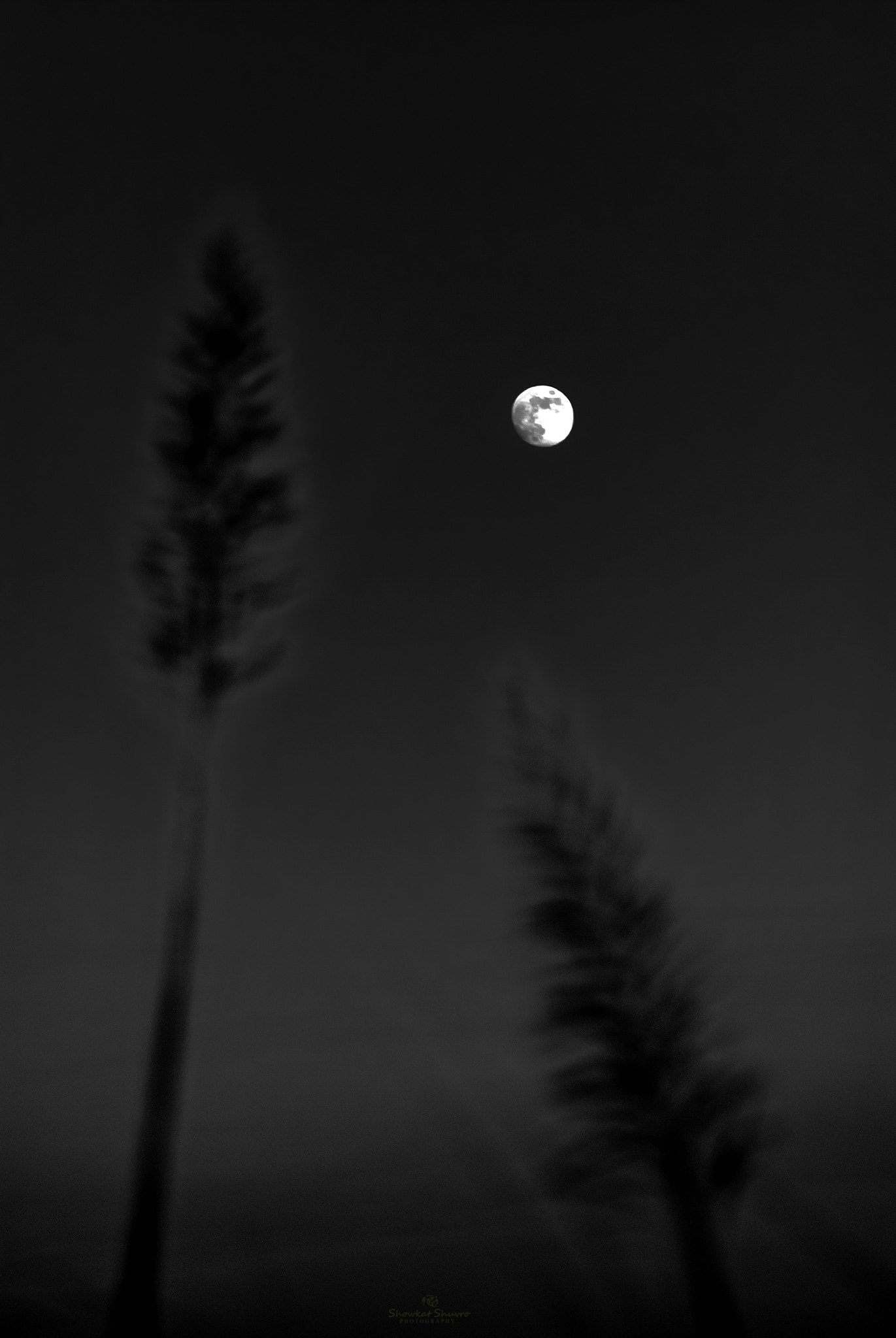 Nikon D3000 sample photo. Restricted dream; colorless wish photography