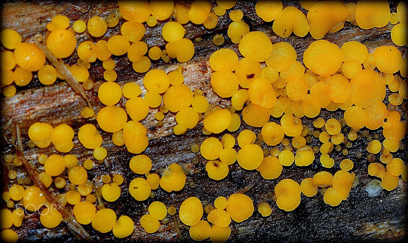 Nikon AF-S DX Micro-Nikkor 85mm F3.5G ED VR sample photo. Myxomycetes photography