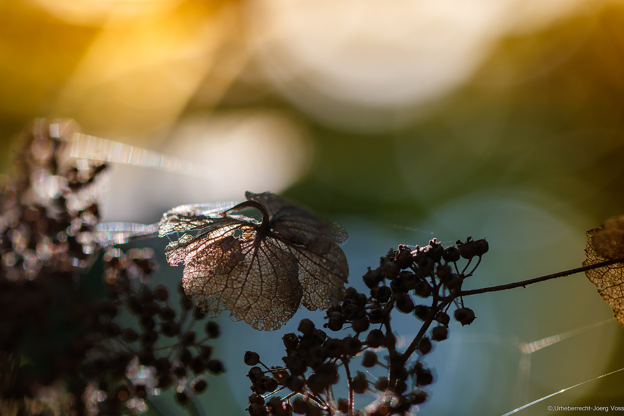 Canon EF 100mm F2.8L Macro IS USM sample photo. Autumn lights 7 photography