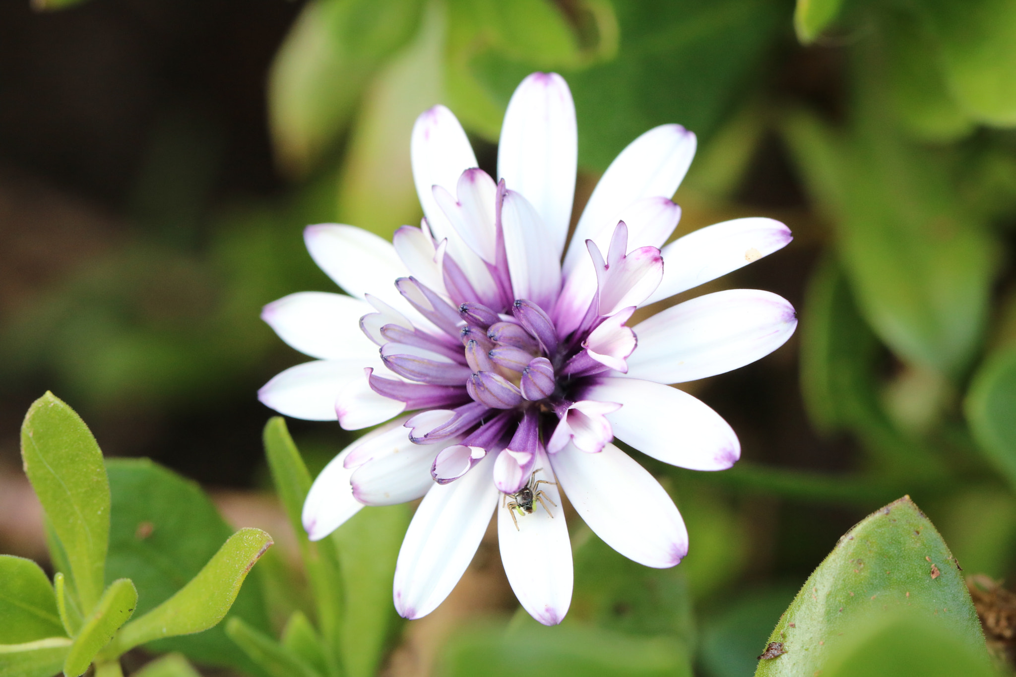 Canon EOS 760D (EOS Rebel T6s / EOS 8000D) + Canon EF 100mm F2.8L Macro IS USM sample photo. Flower photography