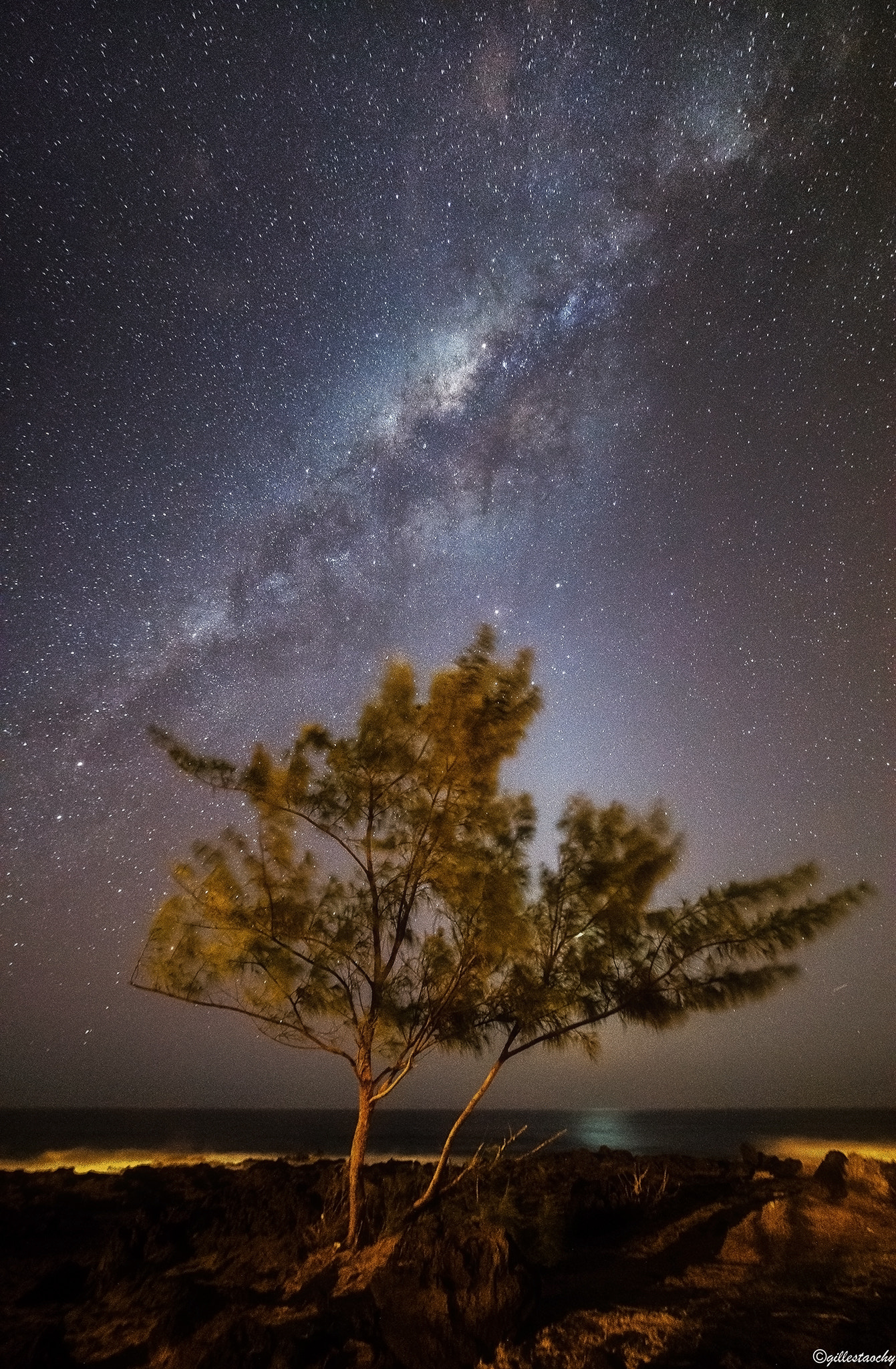 Samyang 14mm F2.8 ED AS IF UMC sample photo. Under the tree photography