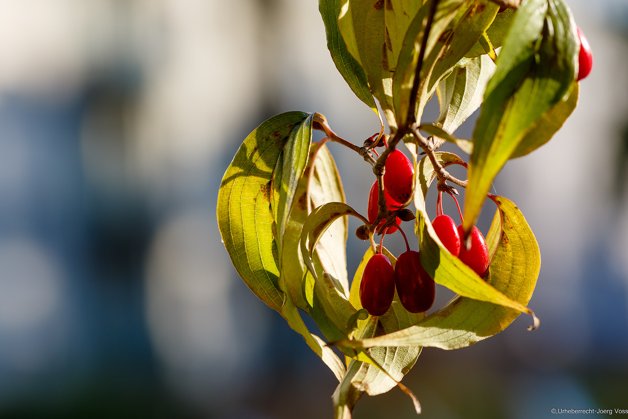 Canon EF 100mm F2.8L Macro IS USM sample photo. Autumn fruits photography