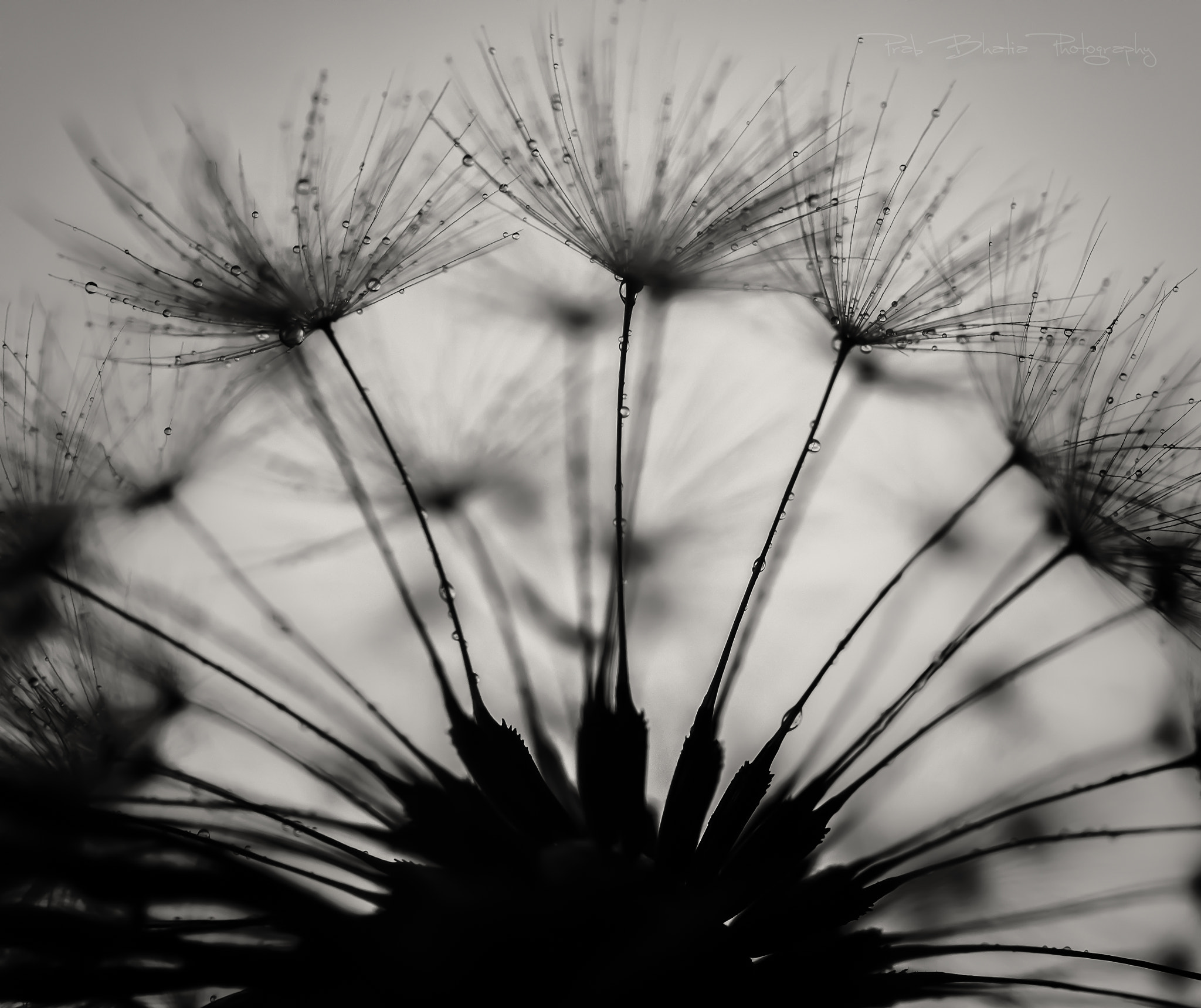 Canon EF 100mm F2.8L Macro IS USM sample photo. Raindrops photography