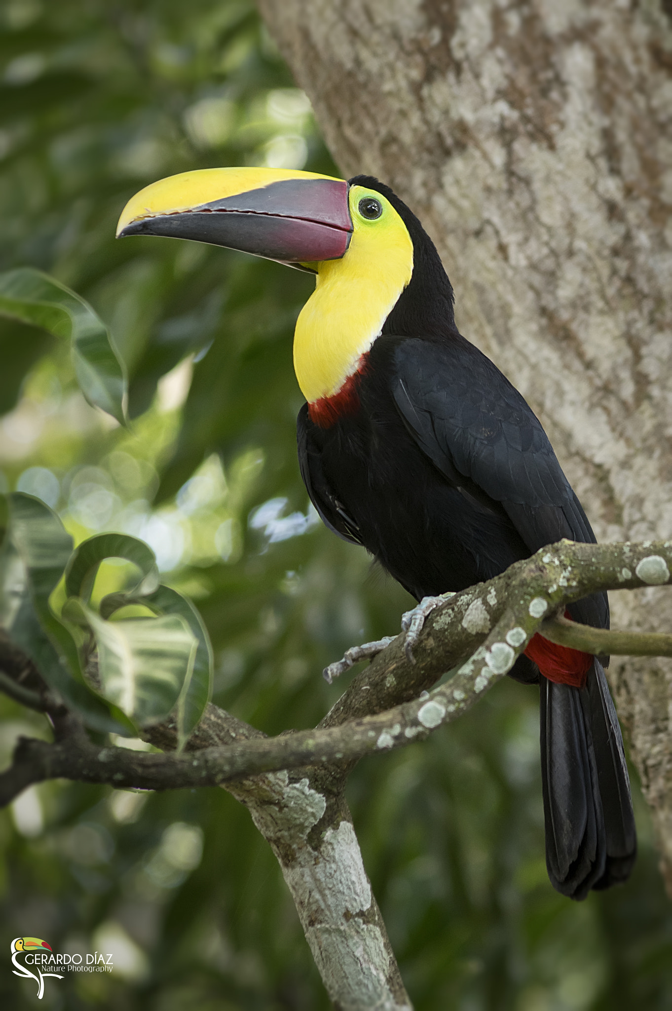 Pentax K-3 II sample photo. Black mandibled toucan photography